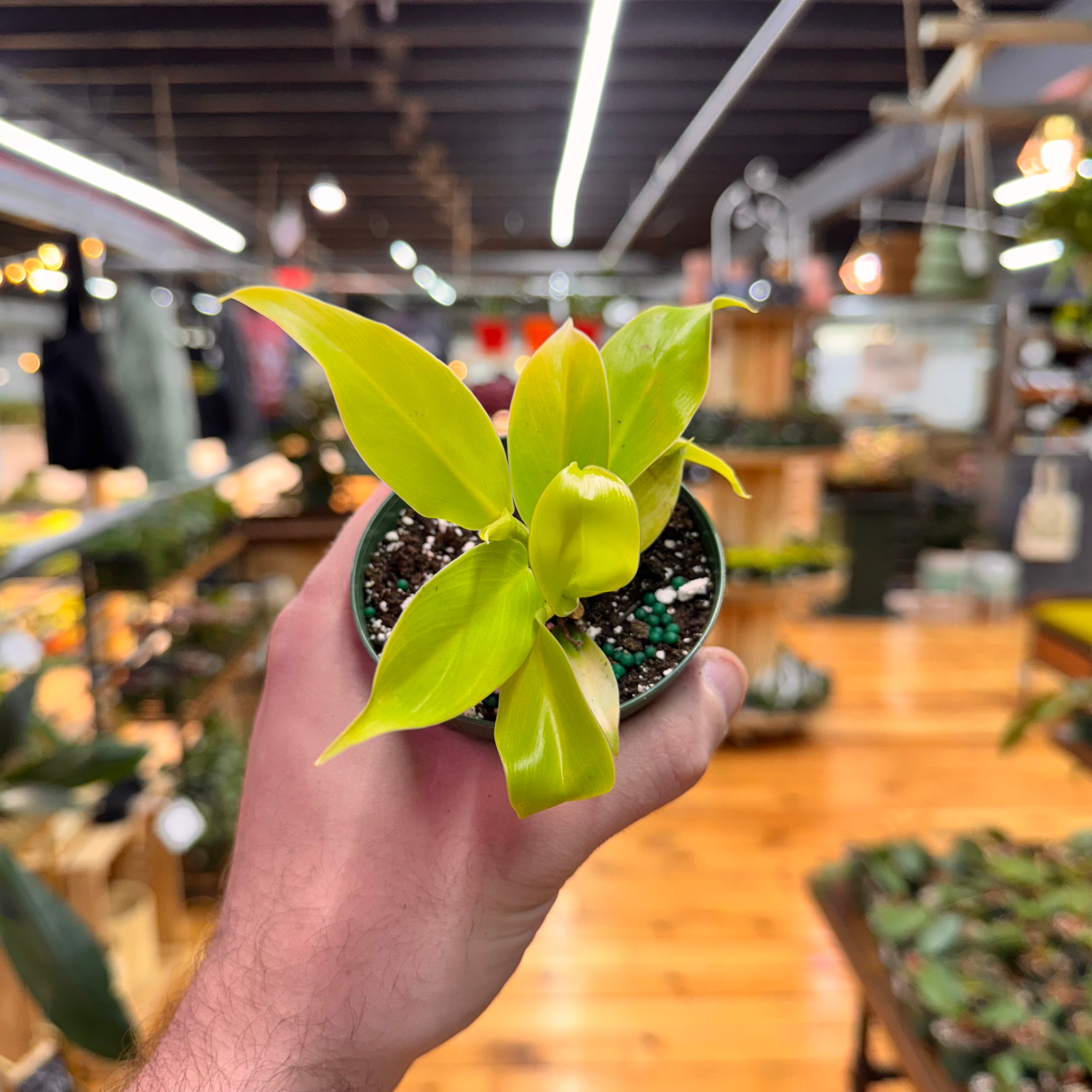 Philodendron Moonlight