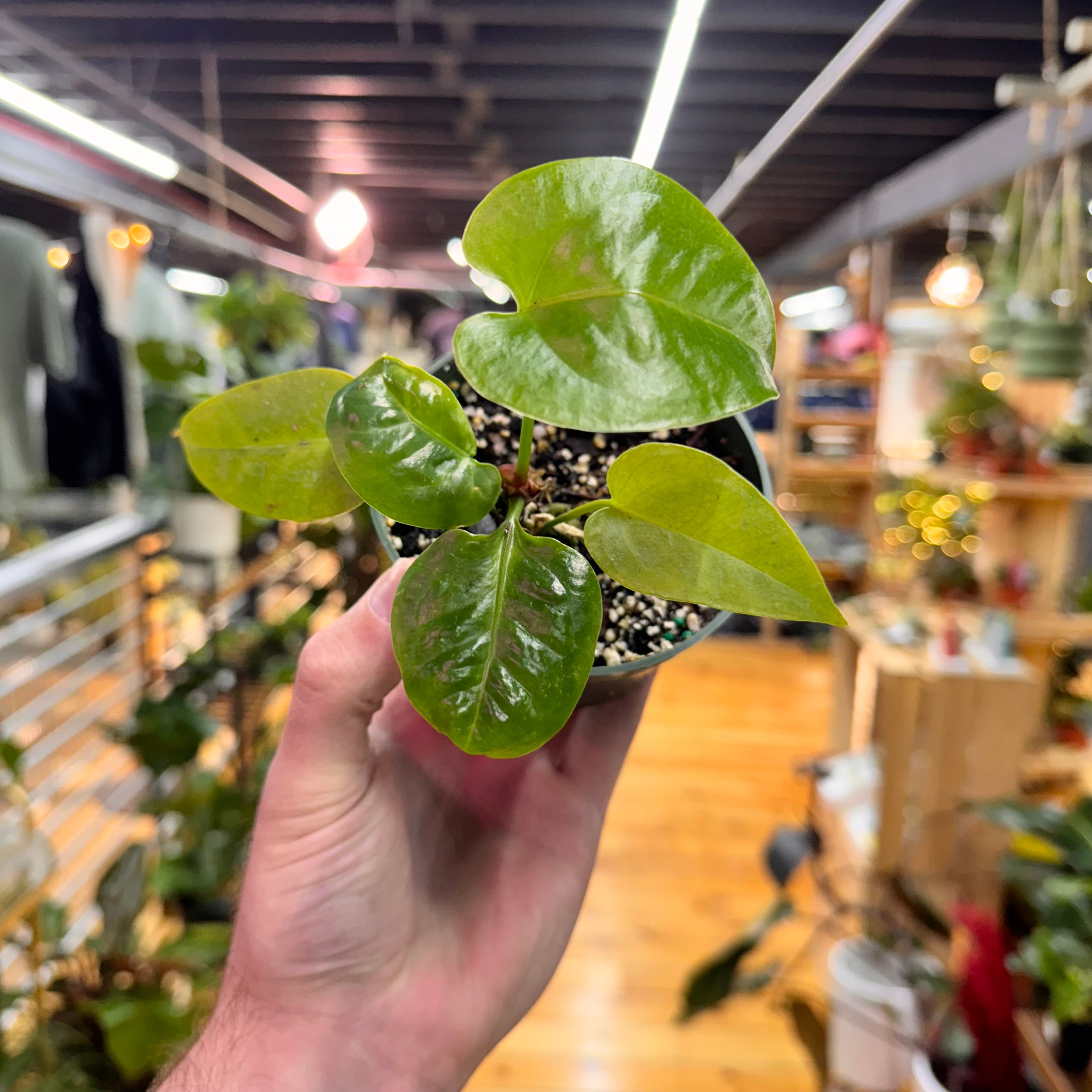 Anthurium Billfolius Rex