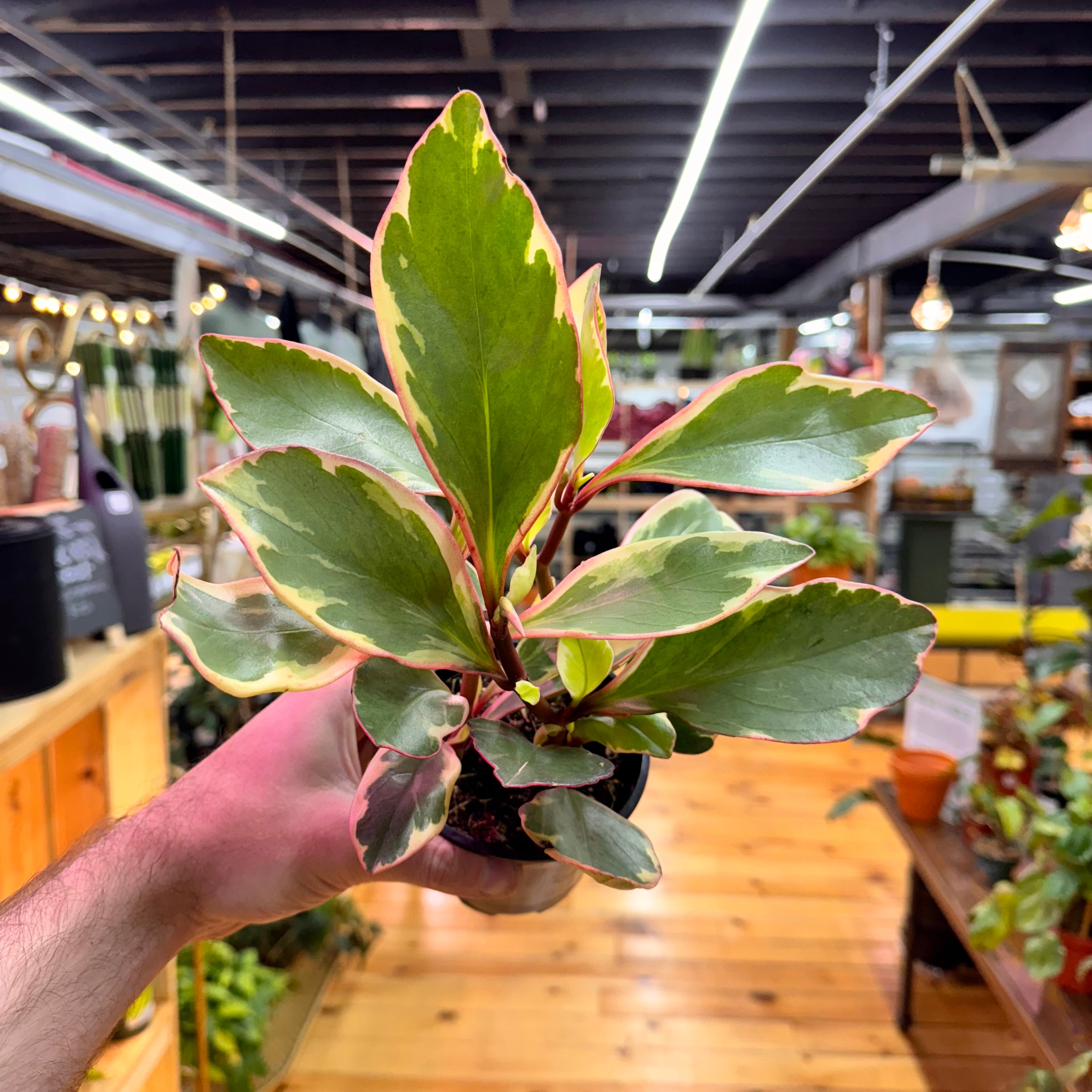 Peperomia Ginny