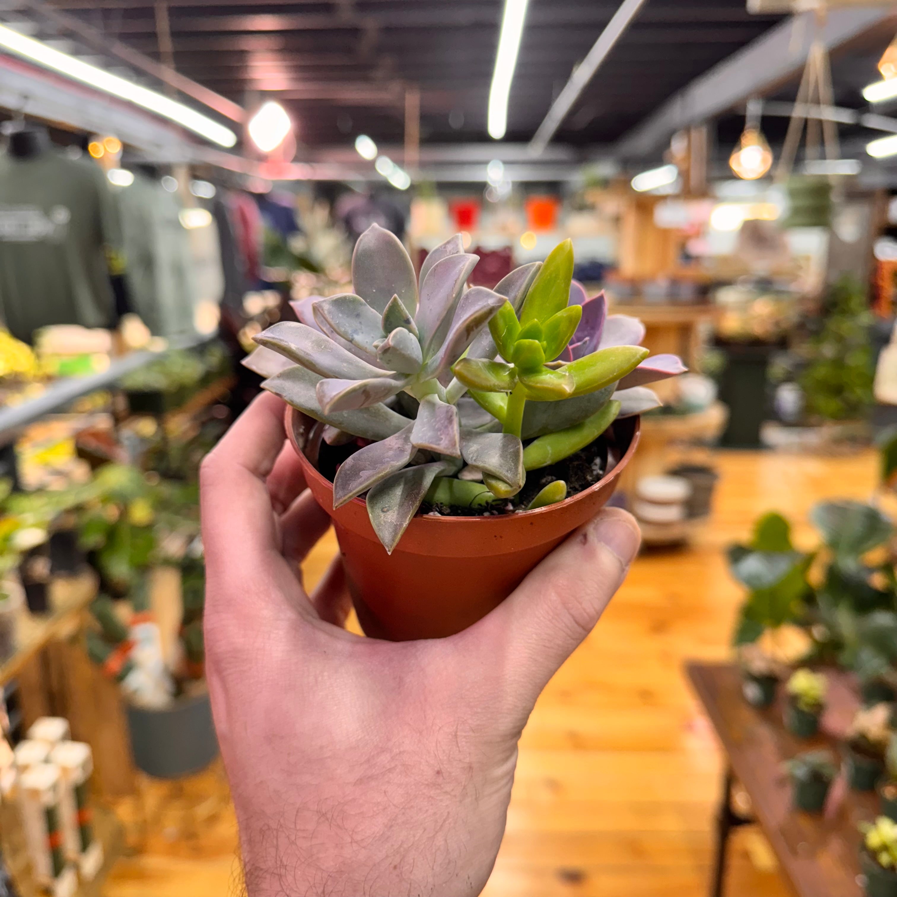 Succulent Combo