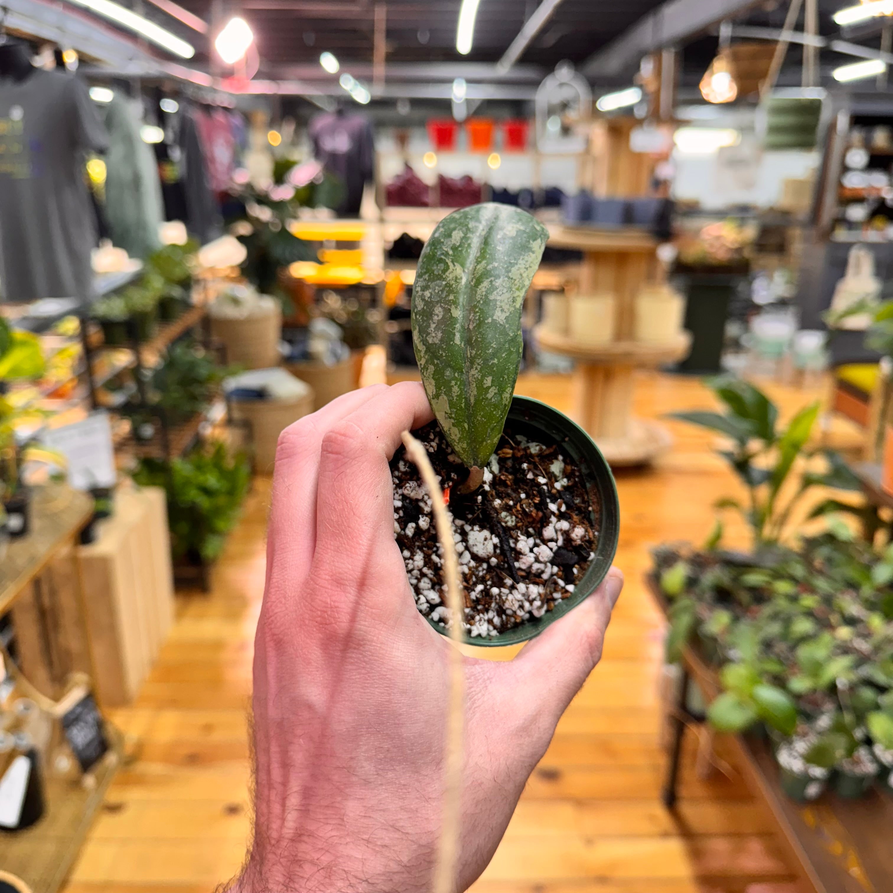Hoya sp. North Sumatra