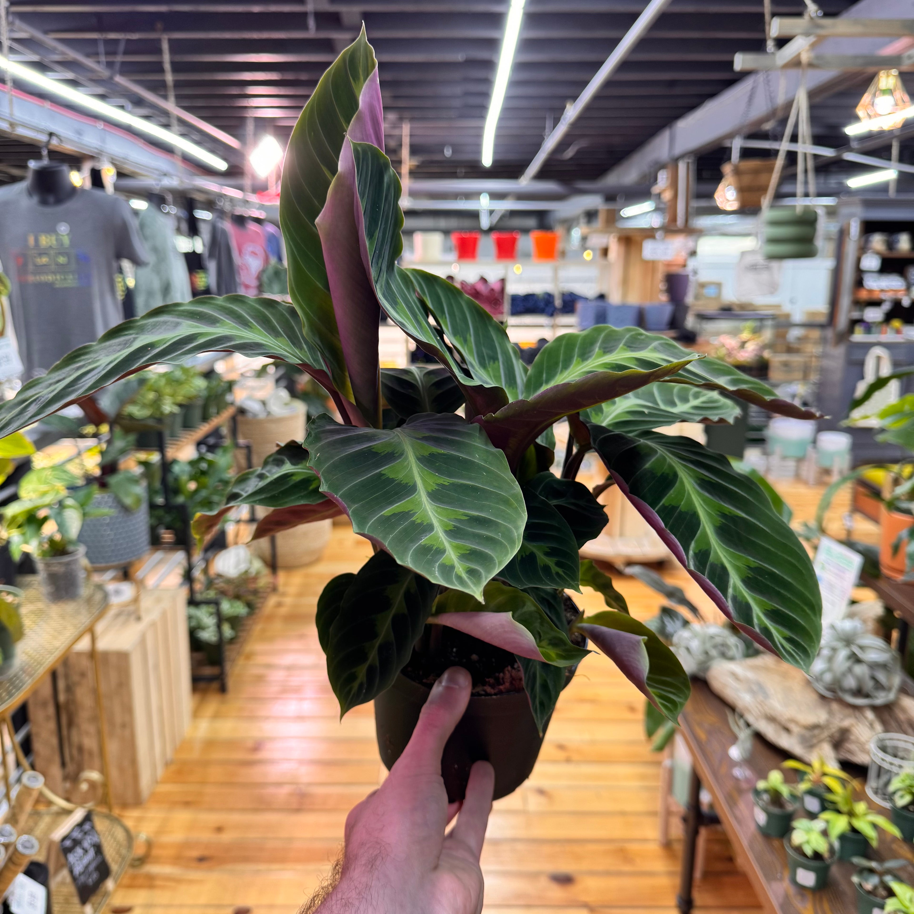 Calathea Warscewiczii