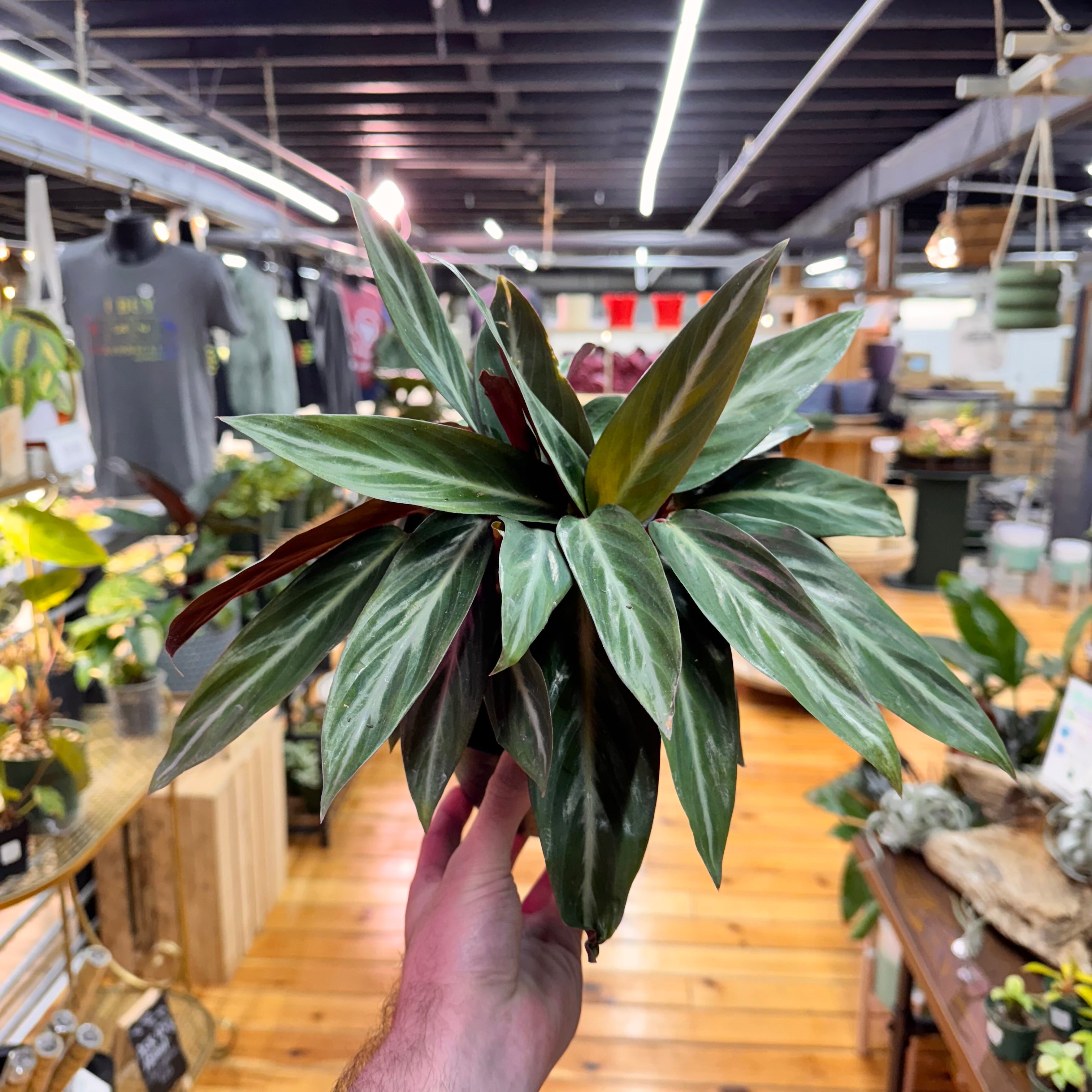 Stromanthe Sanguinea