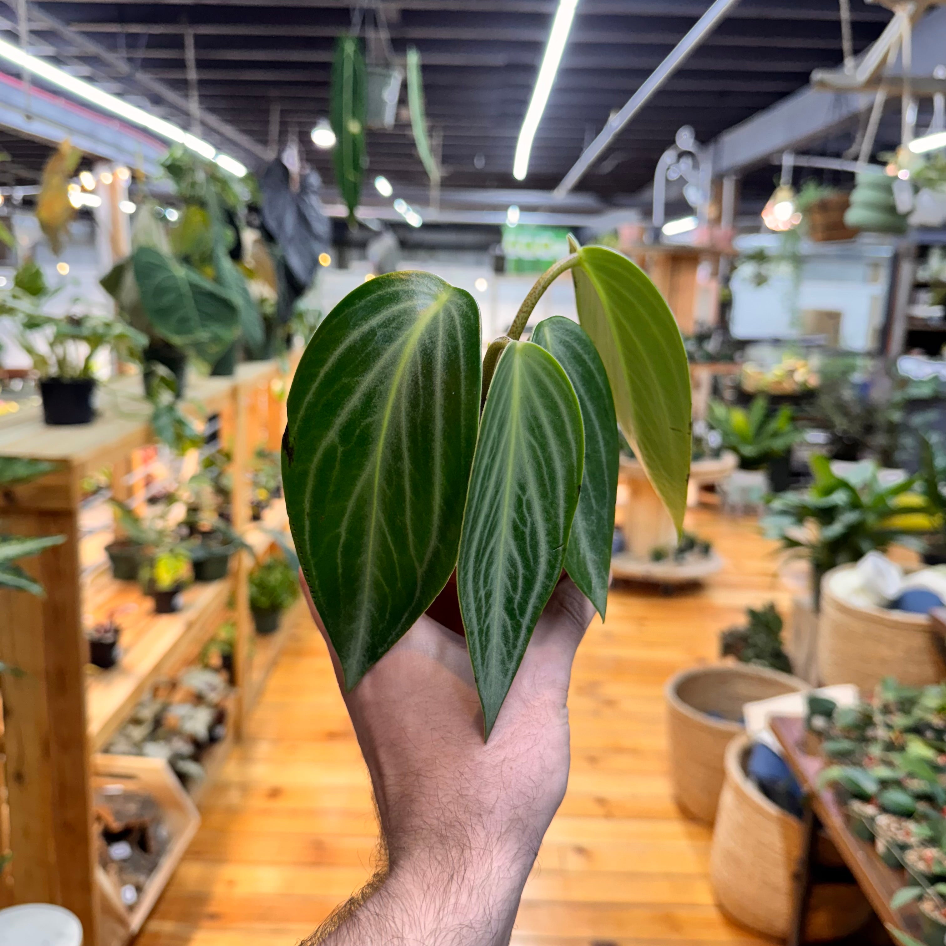 Peperomia Maculosa