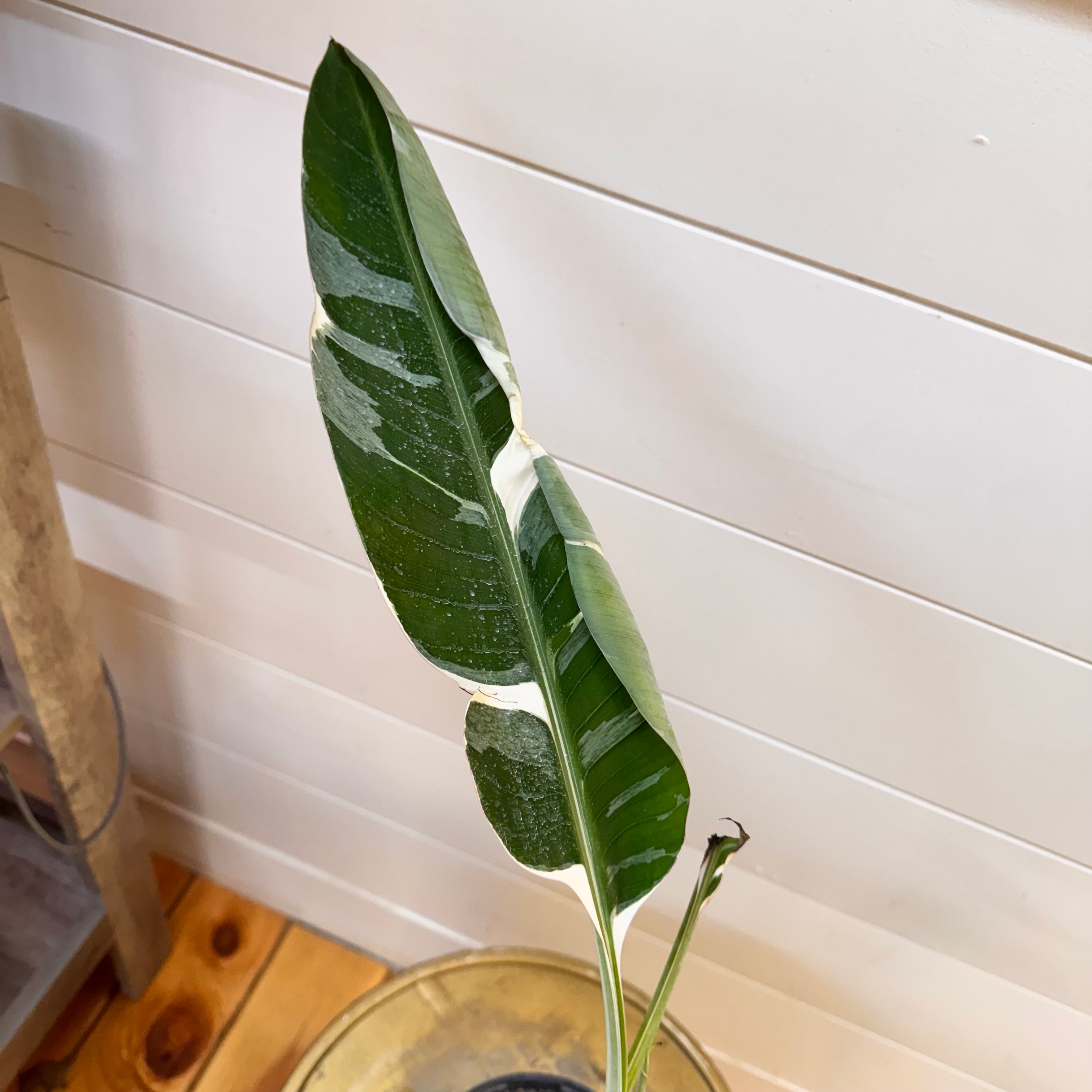 Musa Florida Variegated