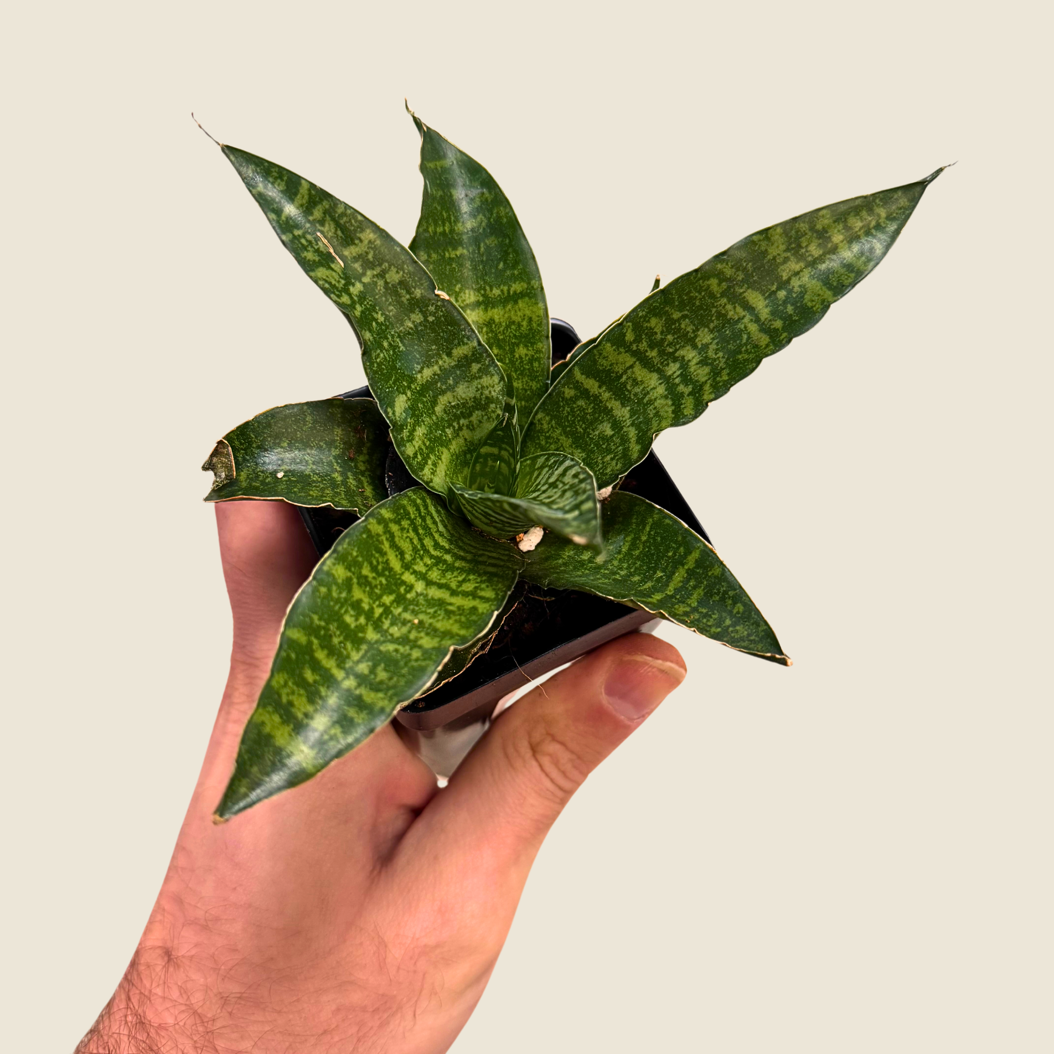 Sansevieria Star Ming