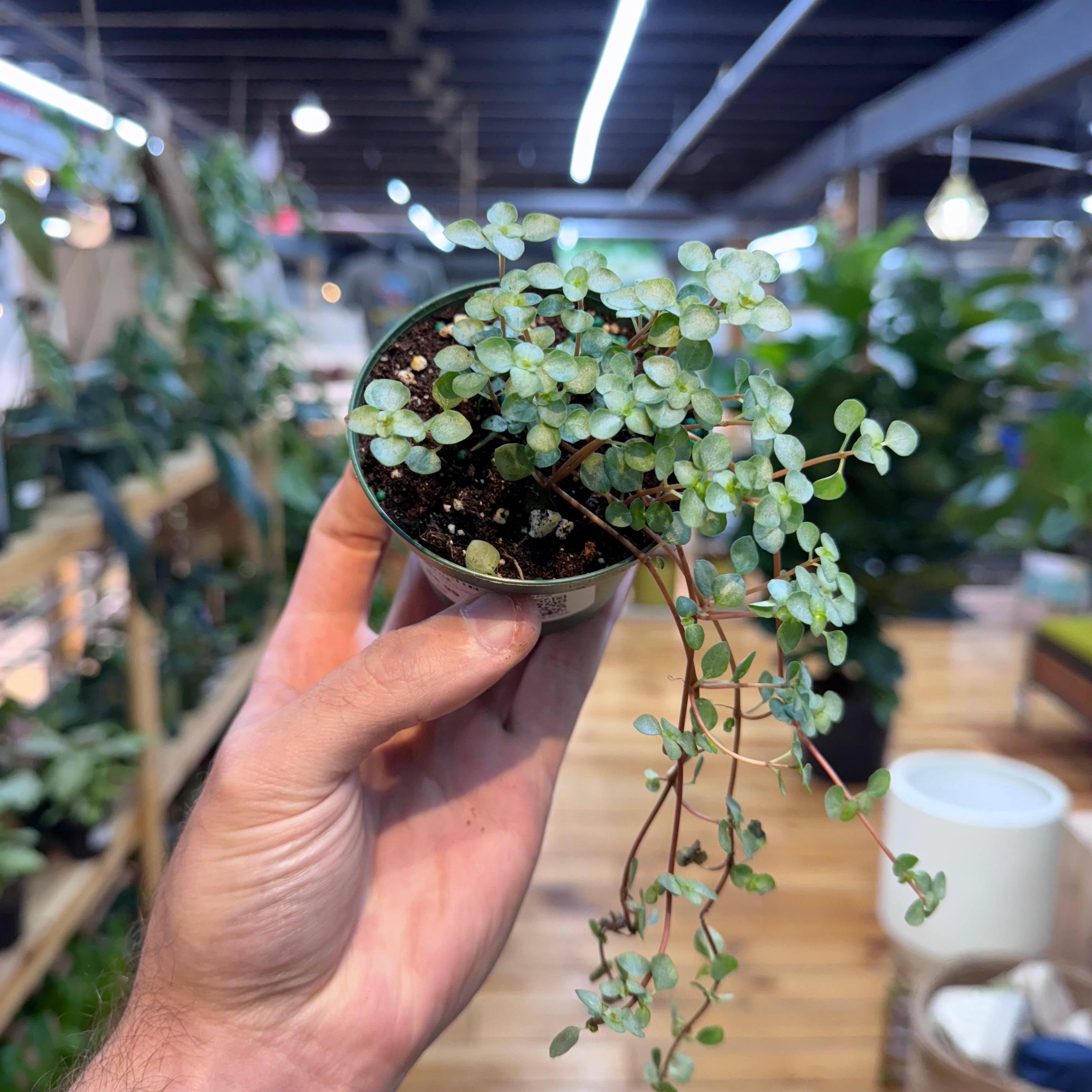 Hand holding a small potted plant in a store setting