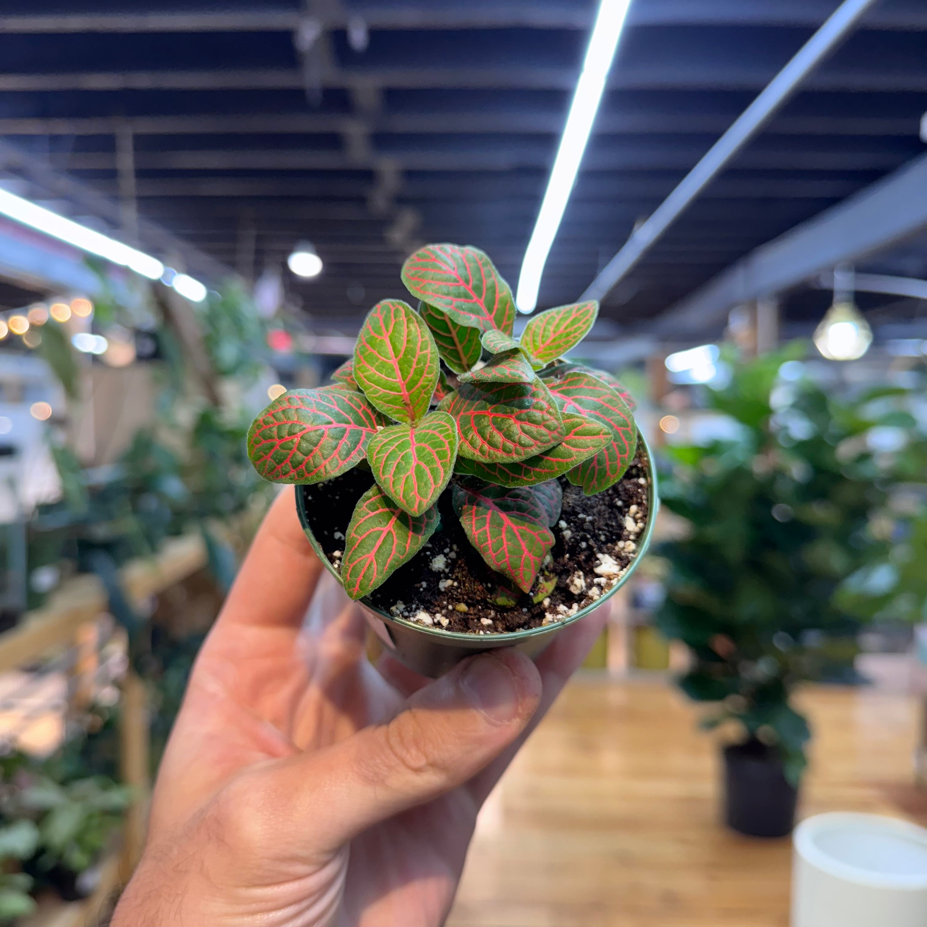 Hand holding a small potted plant with green and red leaves in an indoor setting.