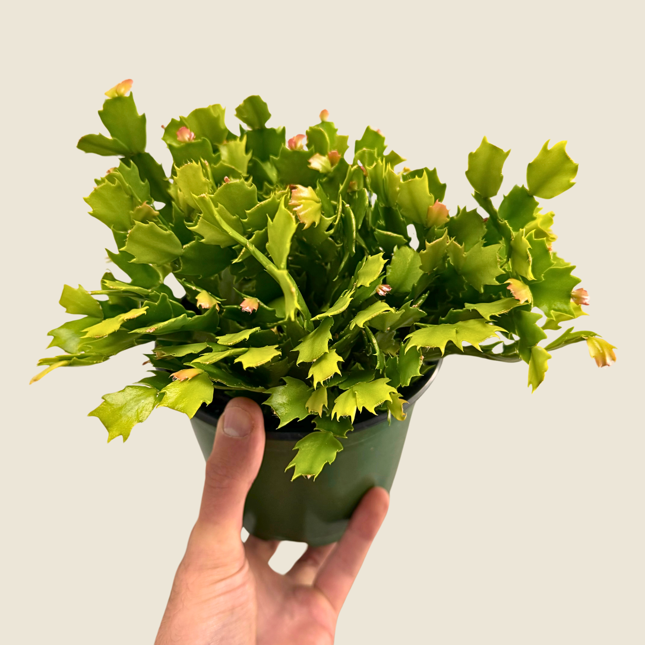 Schlumbergera Holiday Cactus