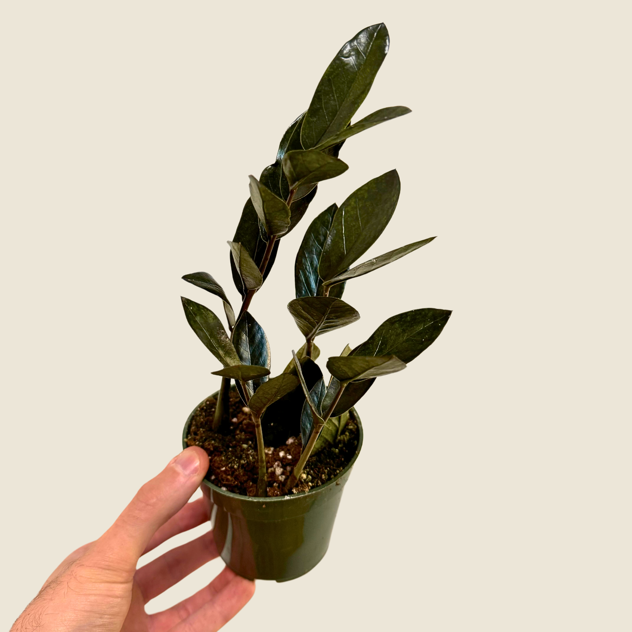 Zamioculas Zamiifolia &