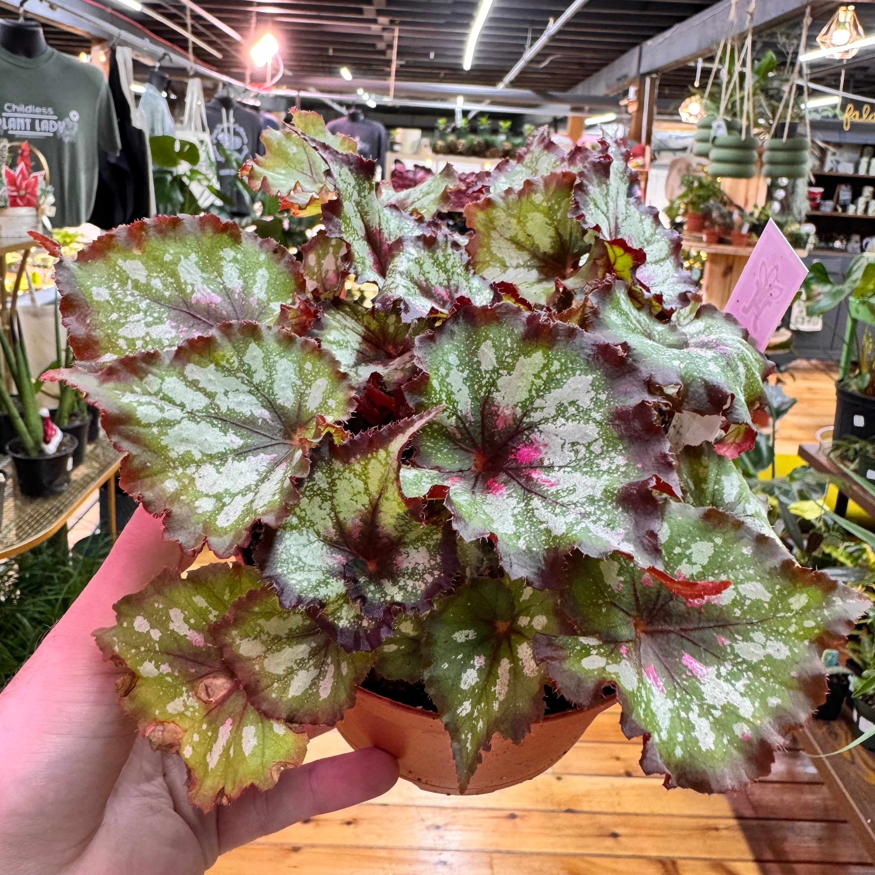 Begonia Harmony&