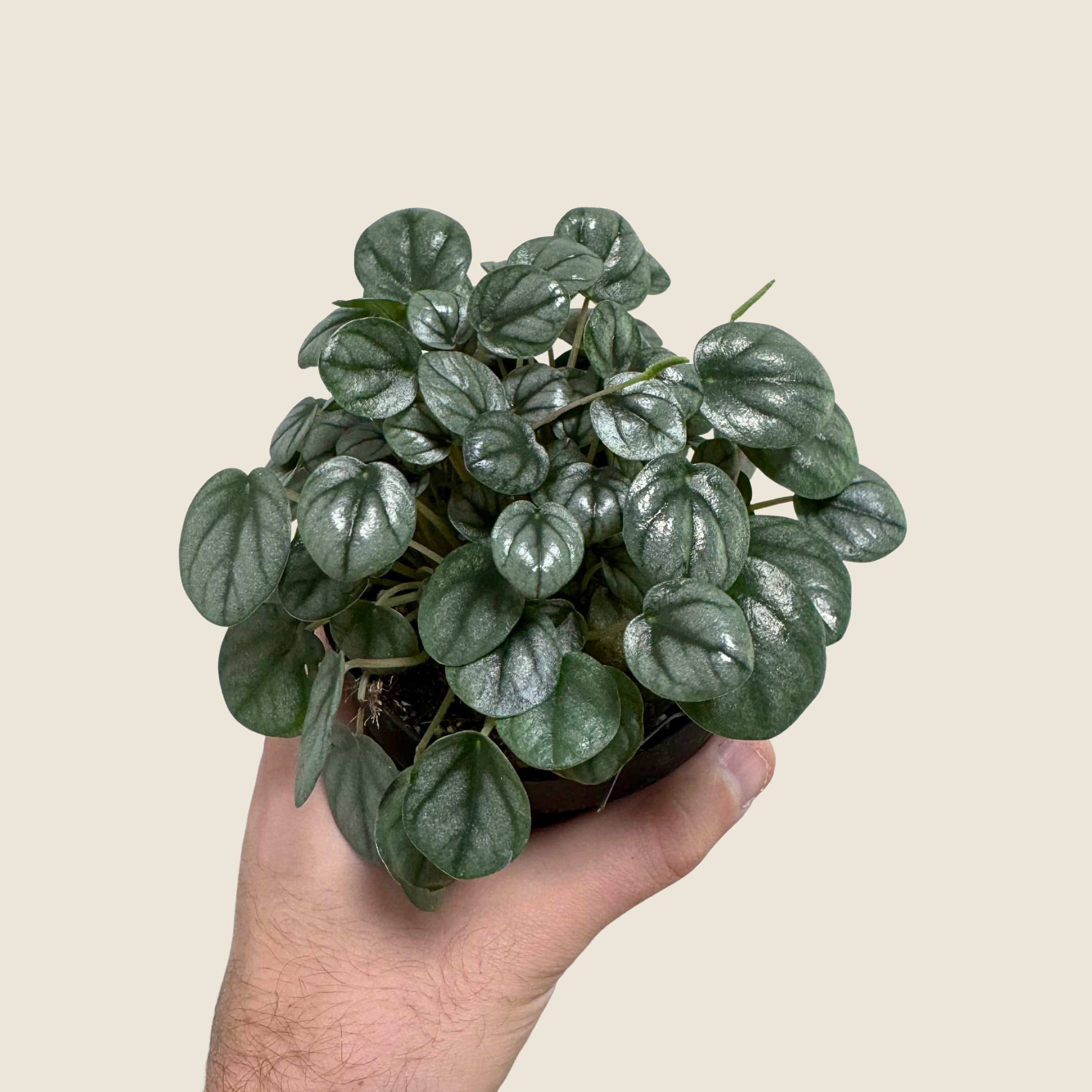 Peperomia Little Toscani