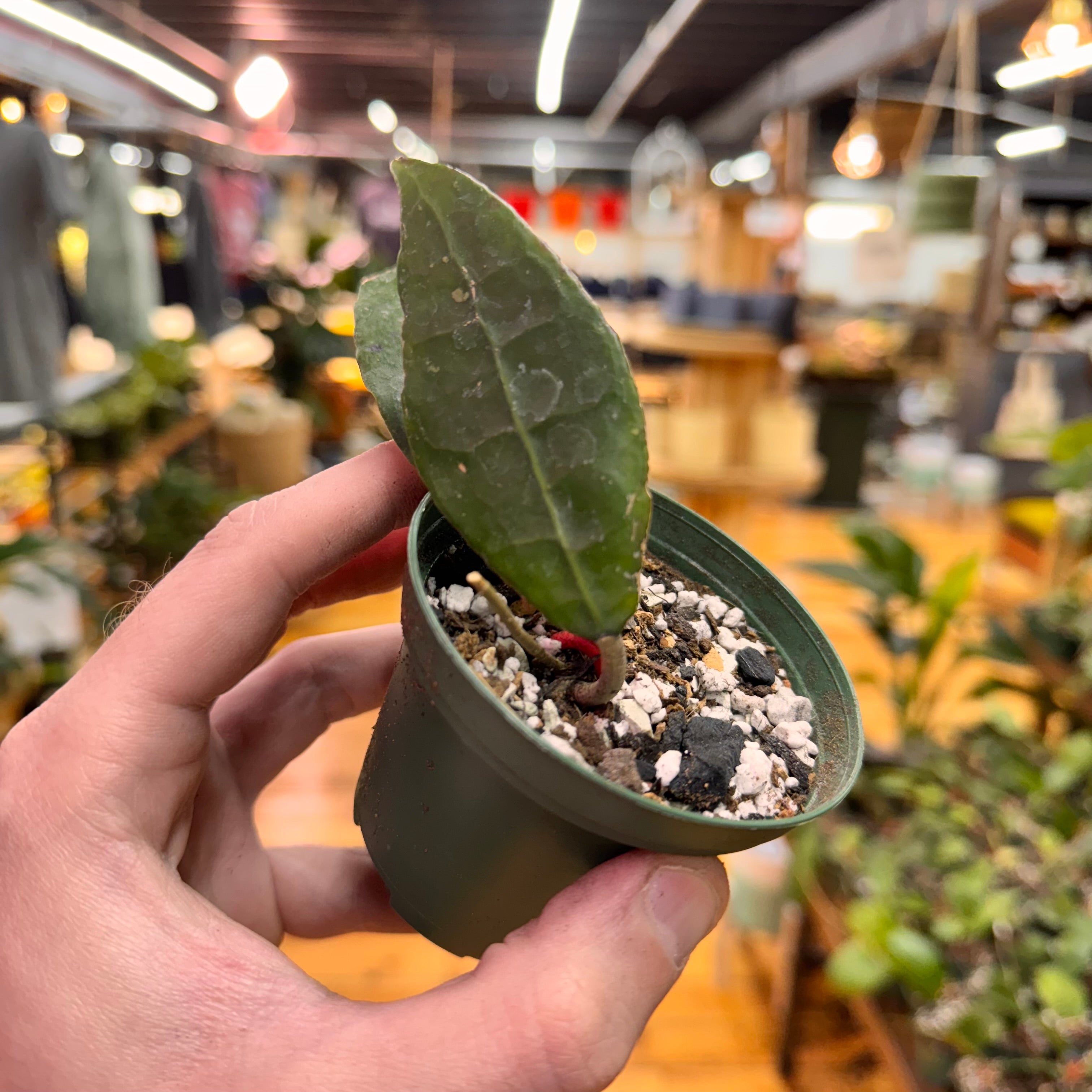 Hoya sp. AH Slim 07