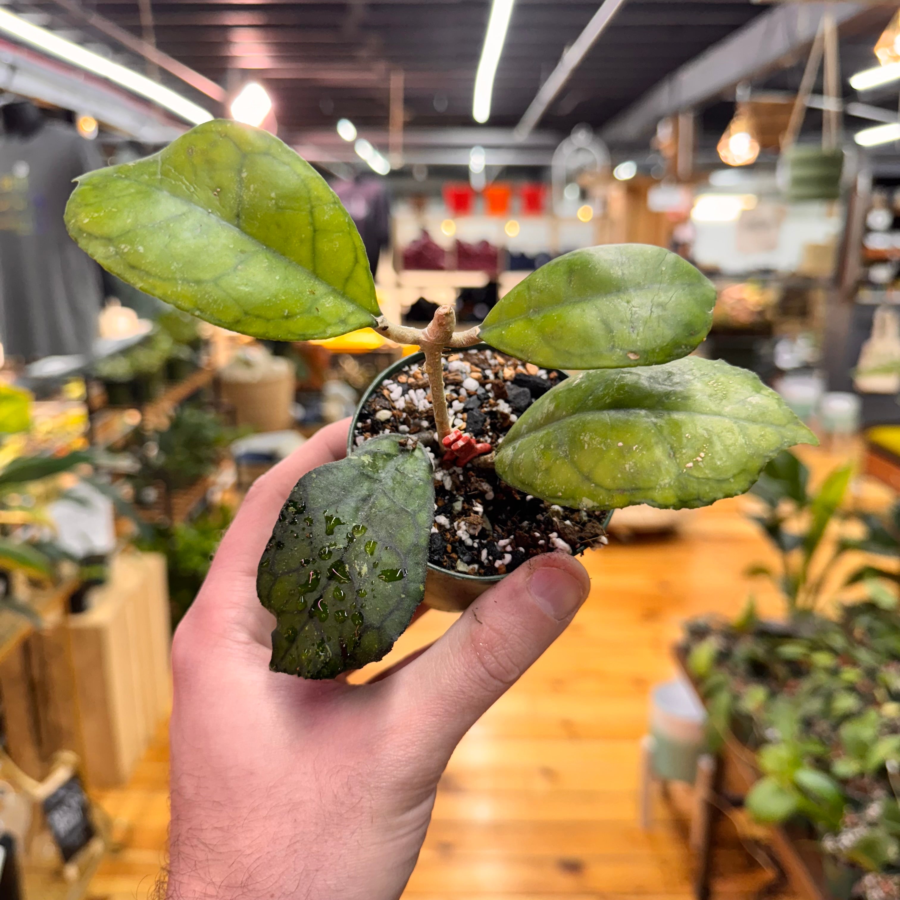 Hoya Svetlana