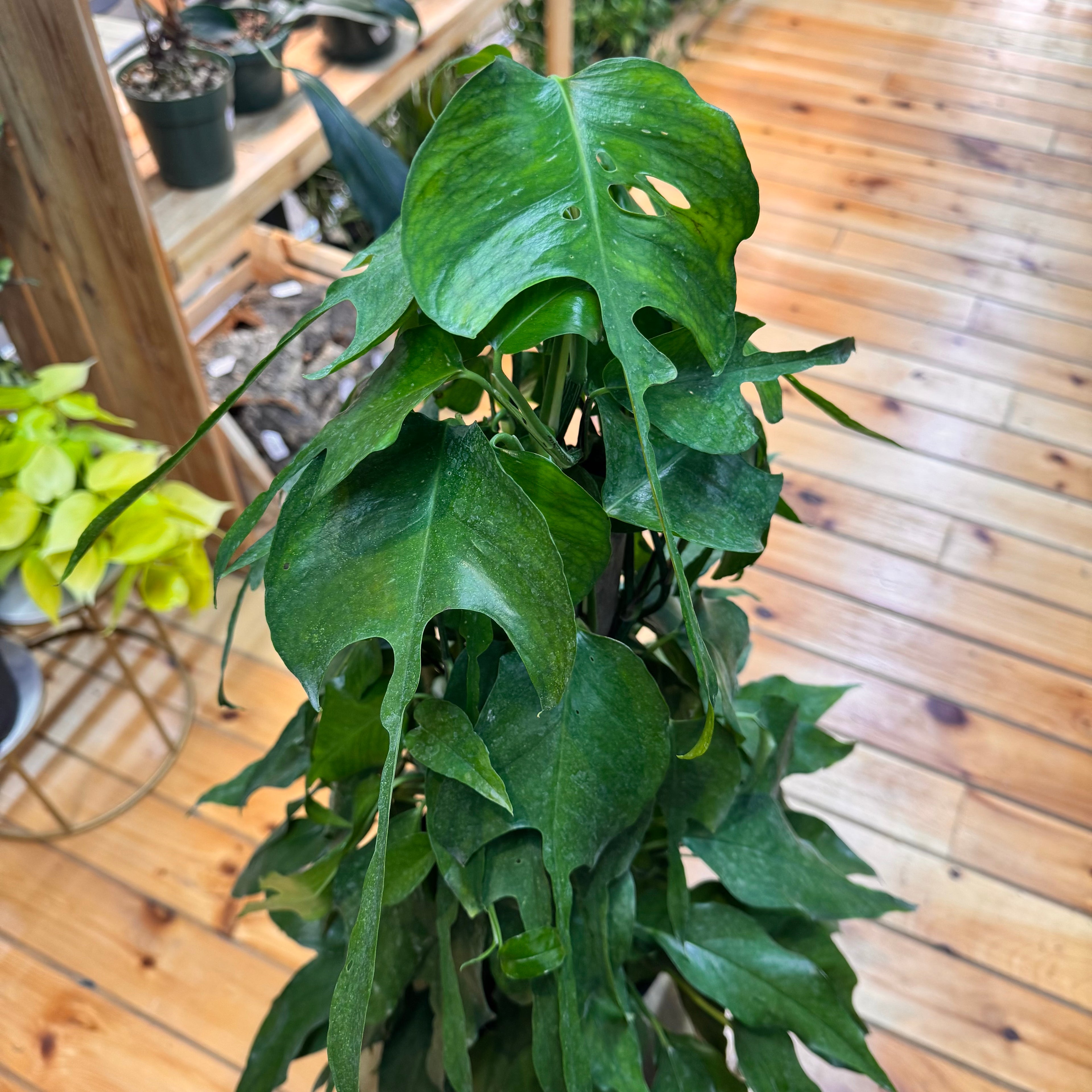 Pothos Skeleton Key