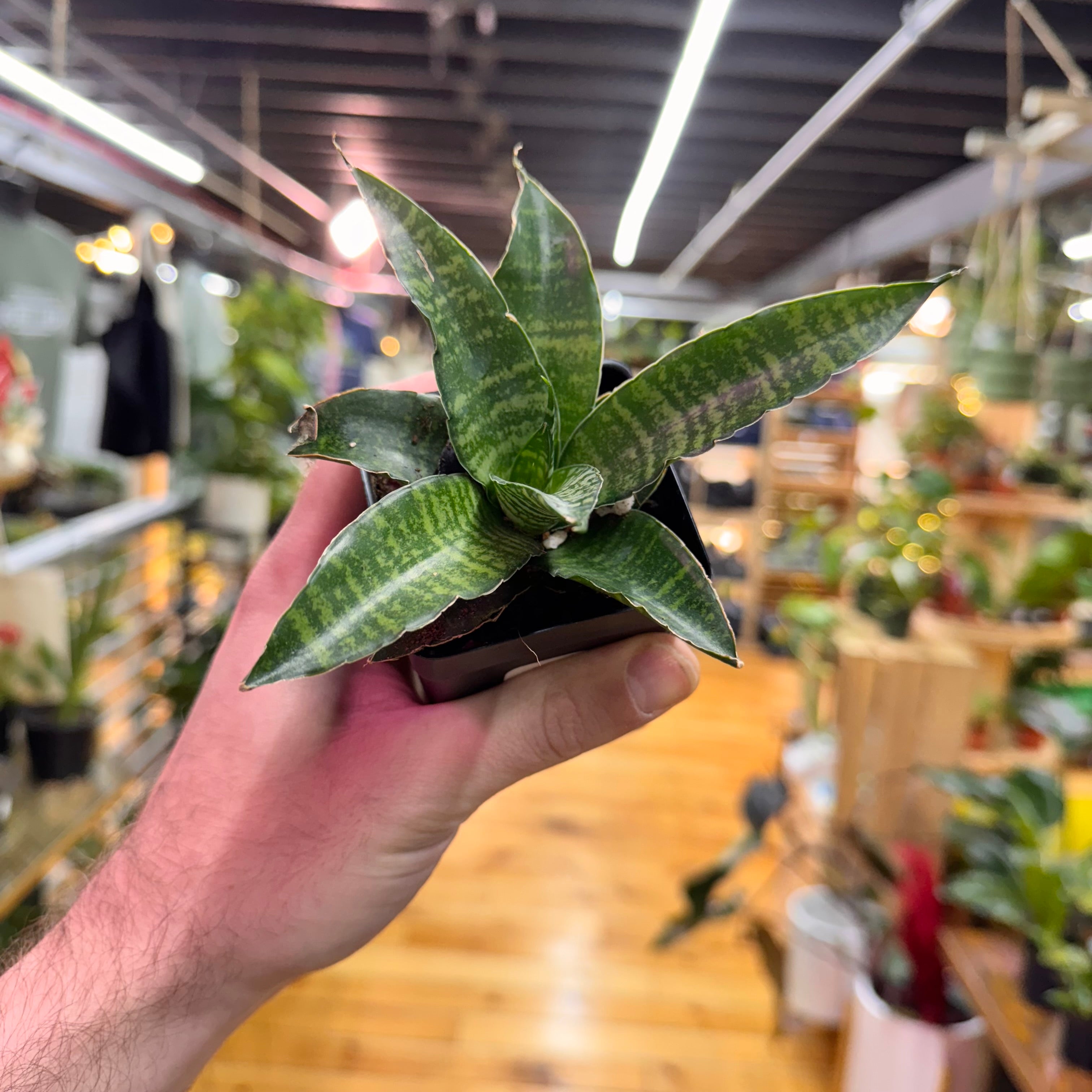 Sansevieria Star Ming