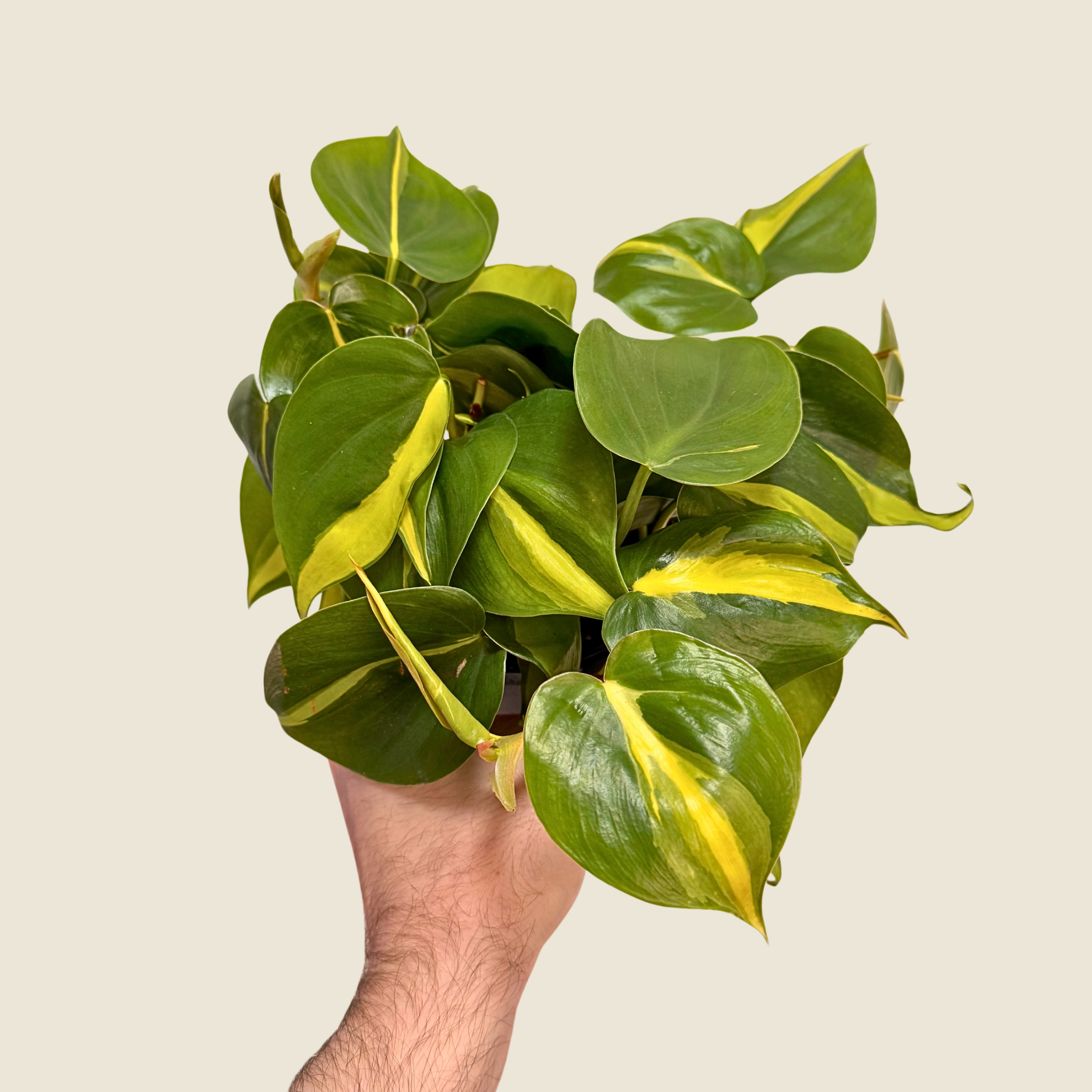 Philodendron Brasil
