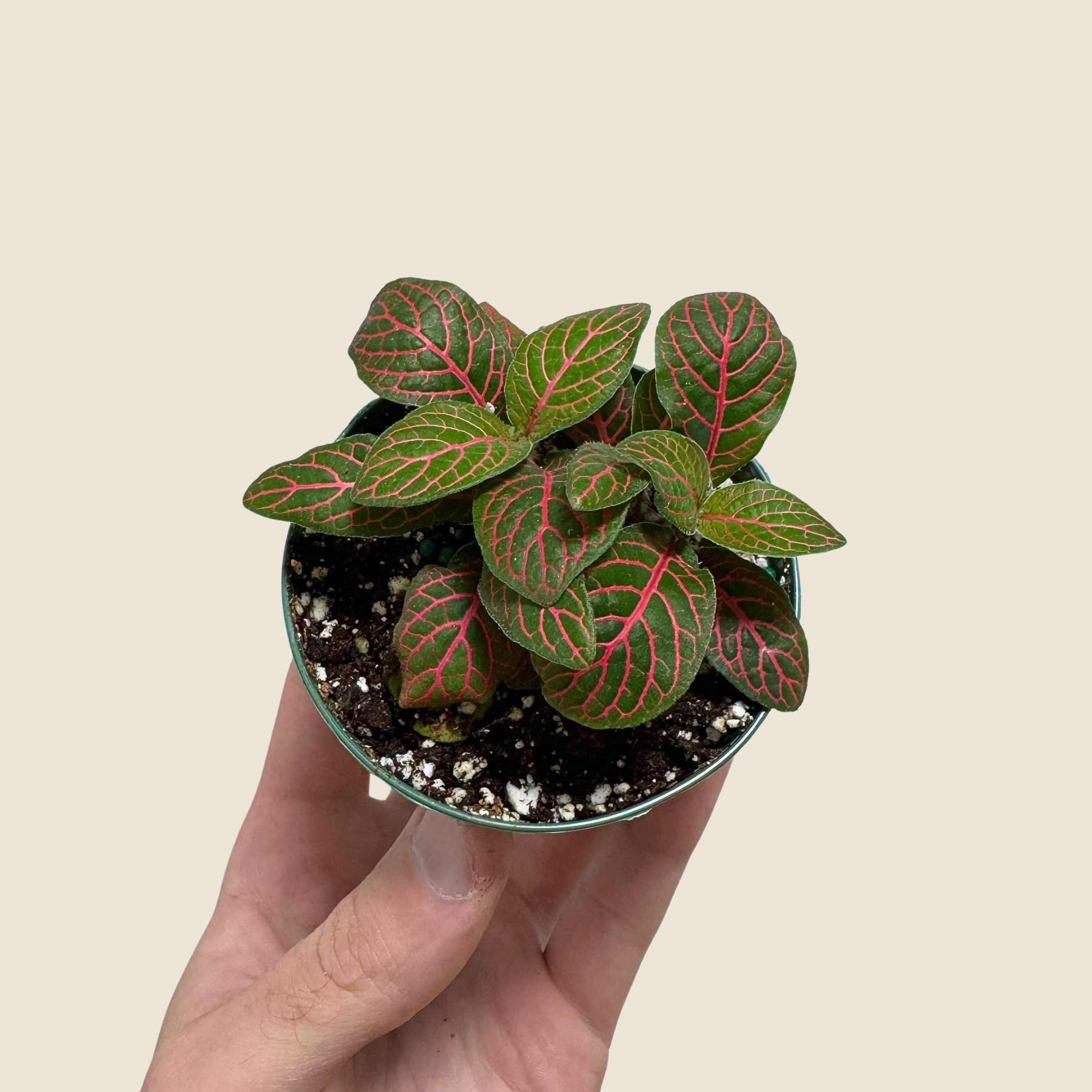 Hand holding a small potted plant with green and red leaves against a beige background