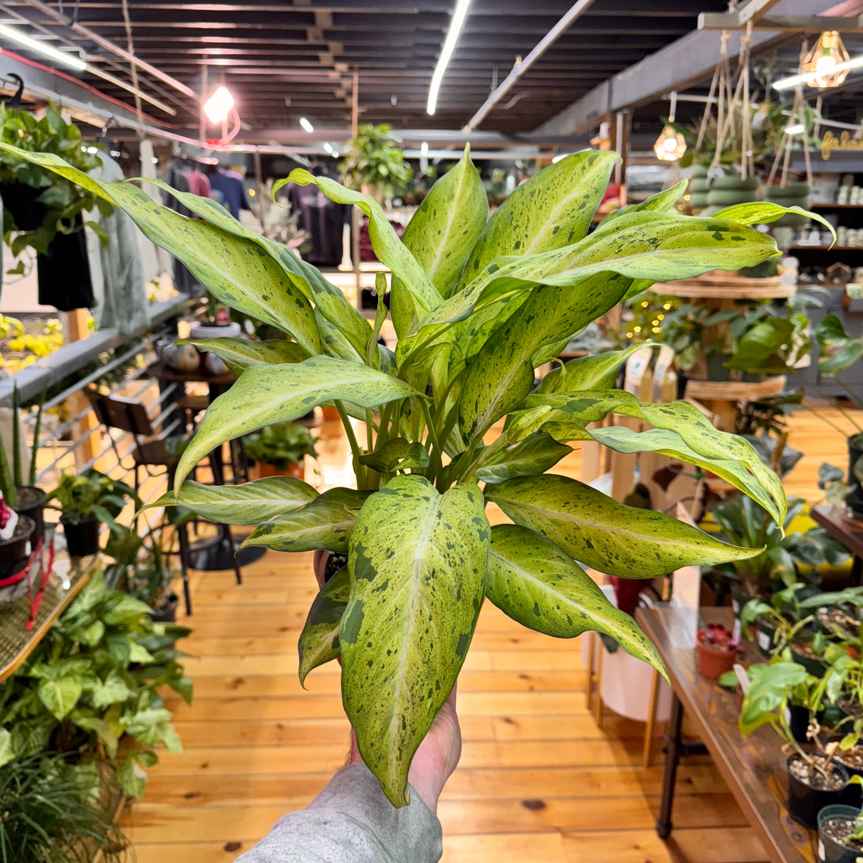 Dieffenbachia Camouflage