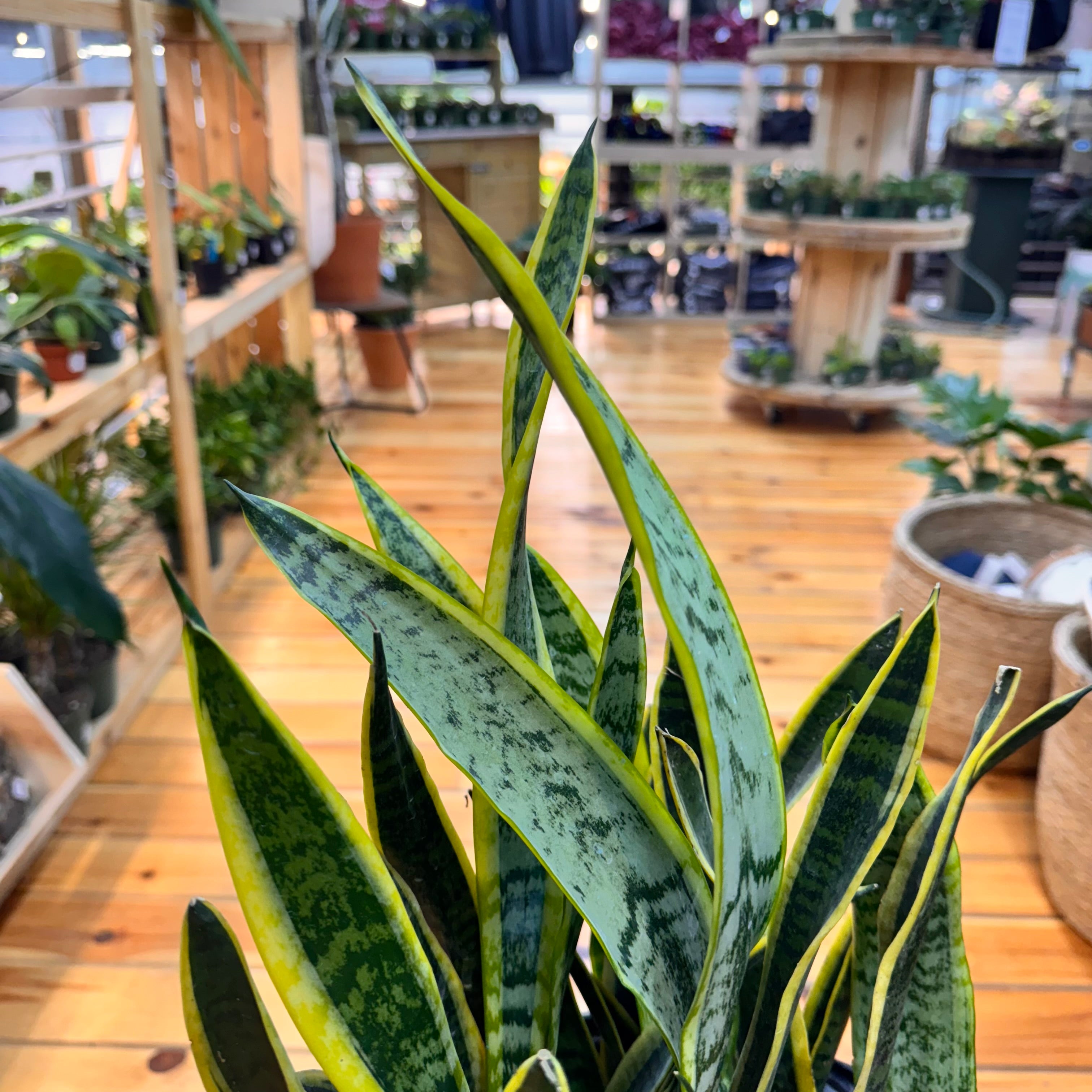 Sansevieria Laurentii