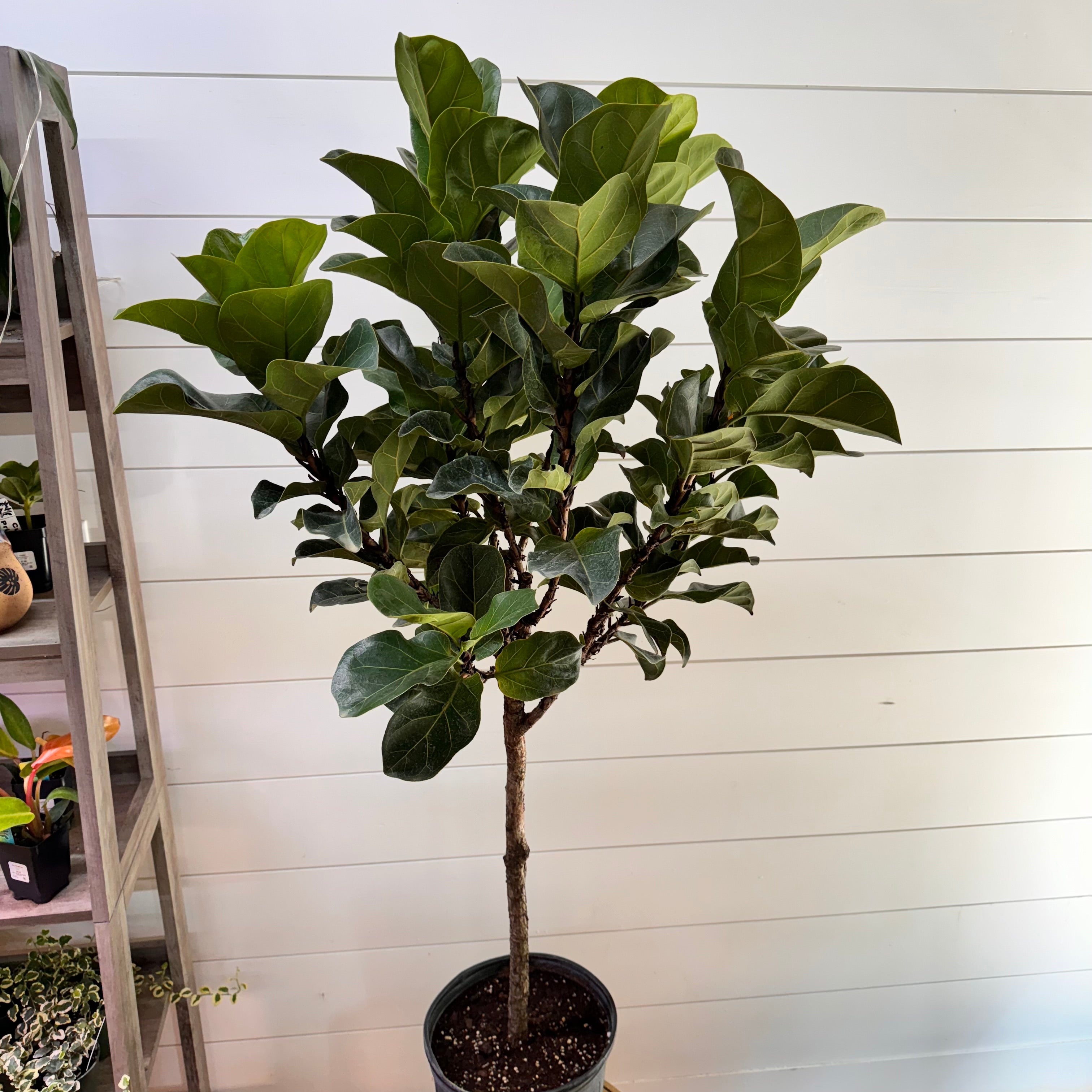 Ficus Lyrata &