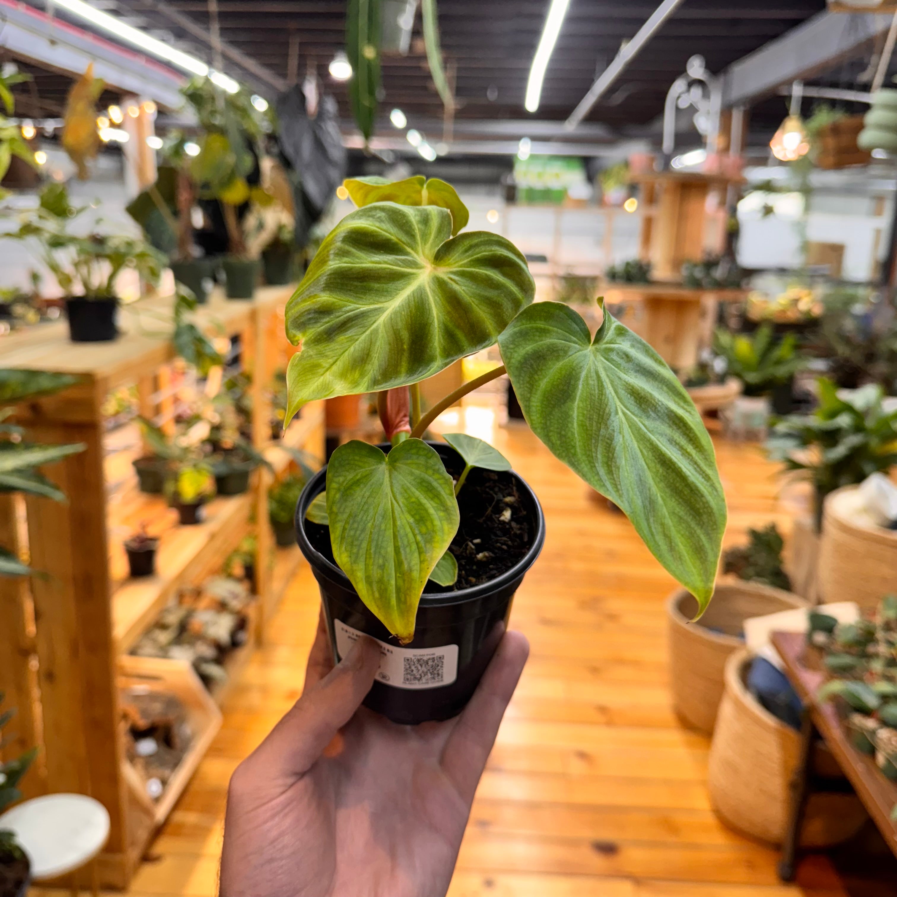 Philodendron Verrucosum