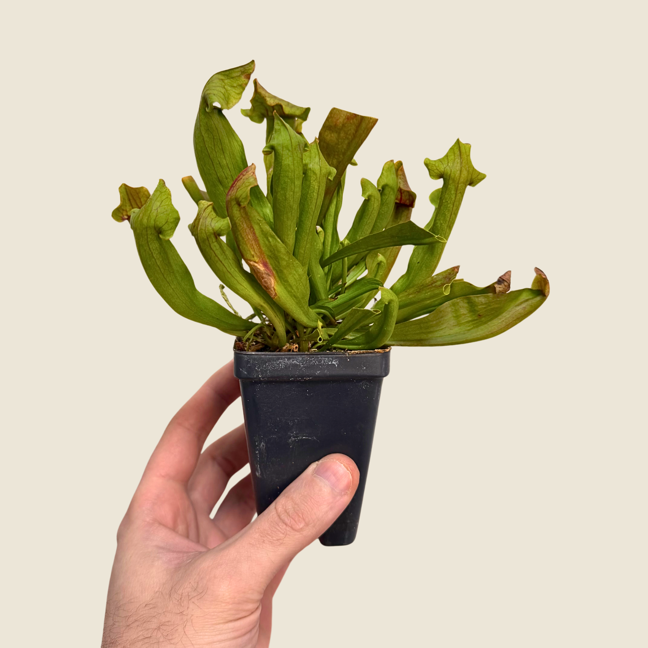 Sarracenia Maroon