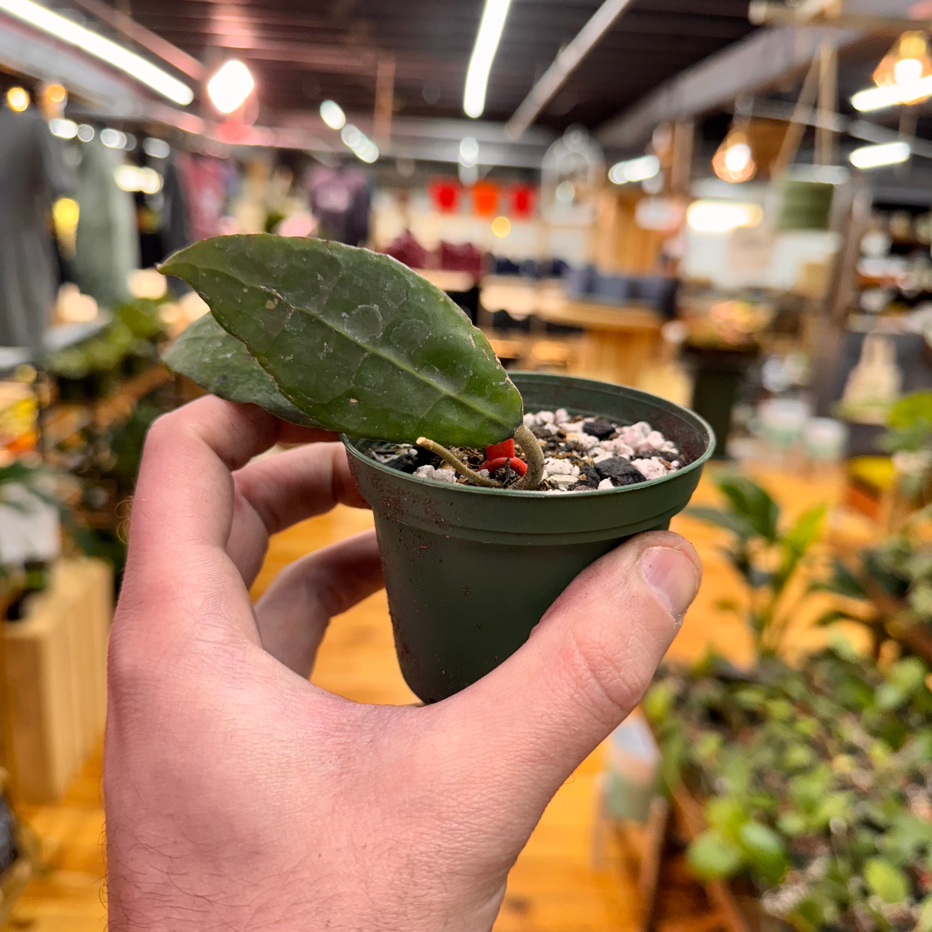 Hoya sp. AH Slim 07