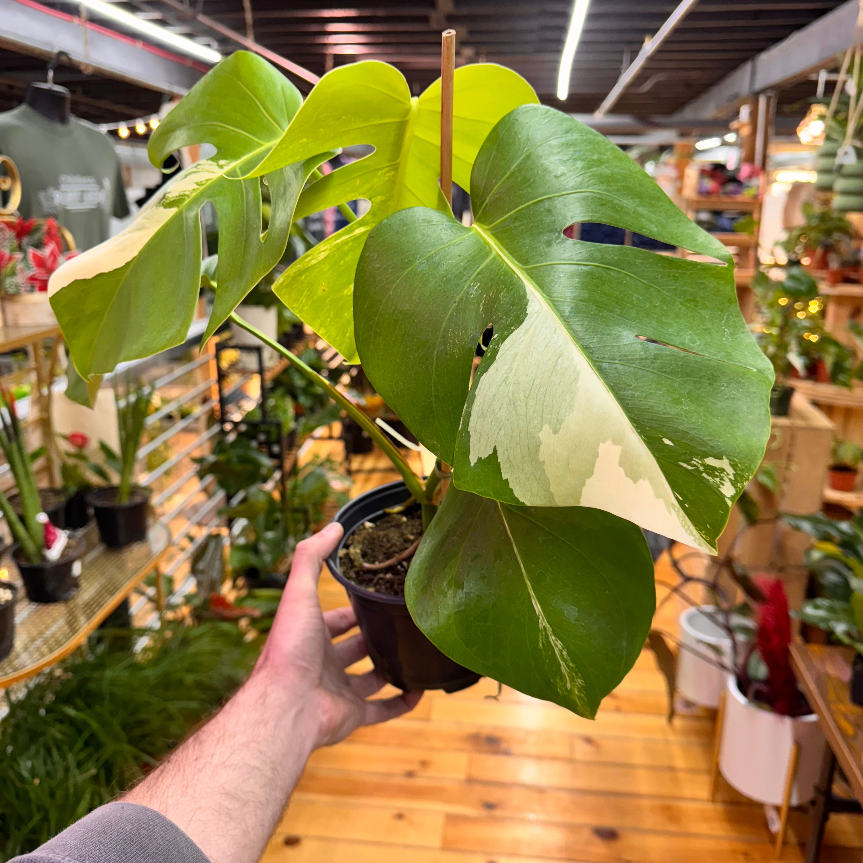 Monstera Albo