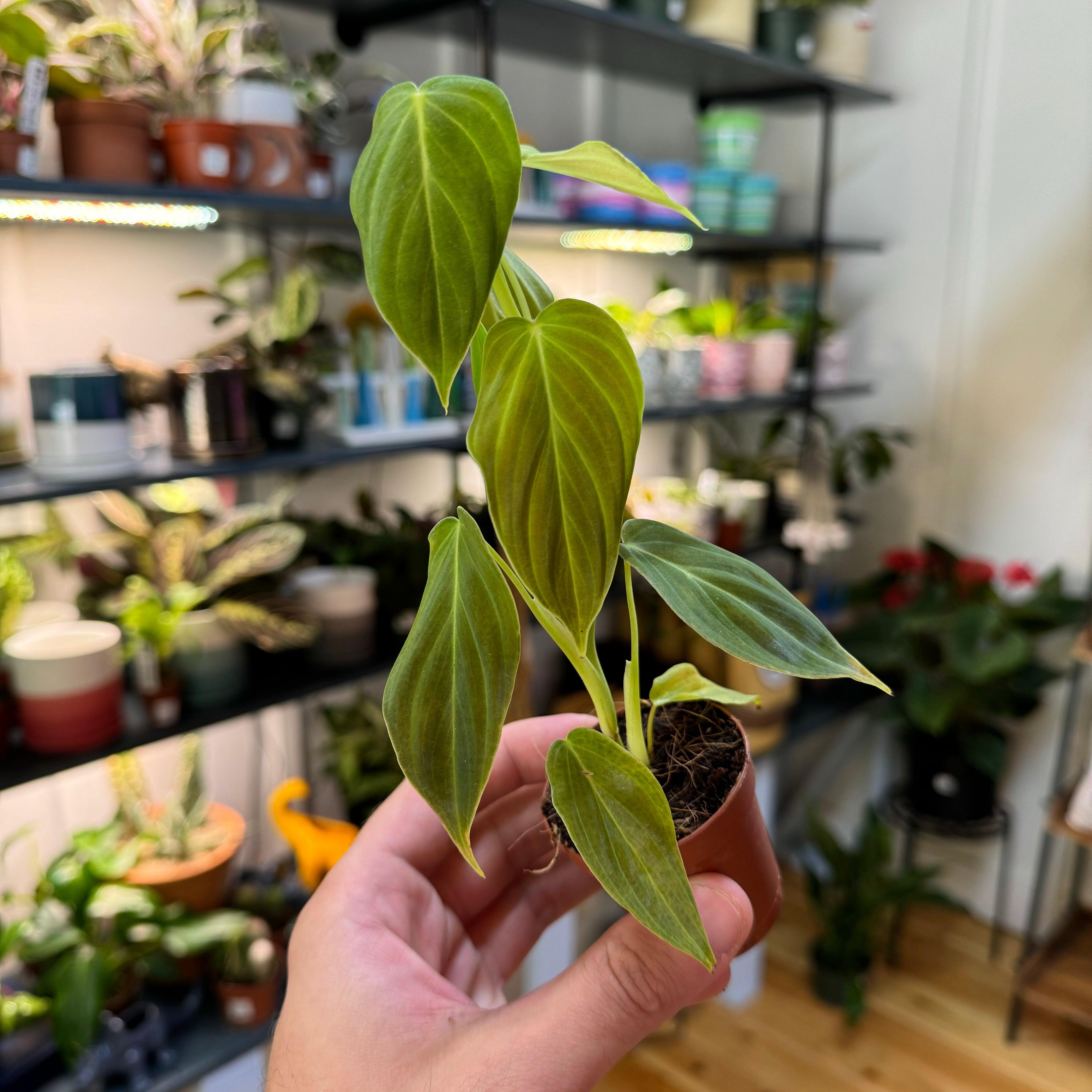 Philodendron Glorious