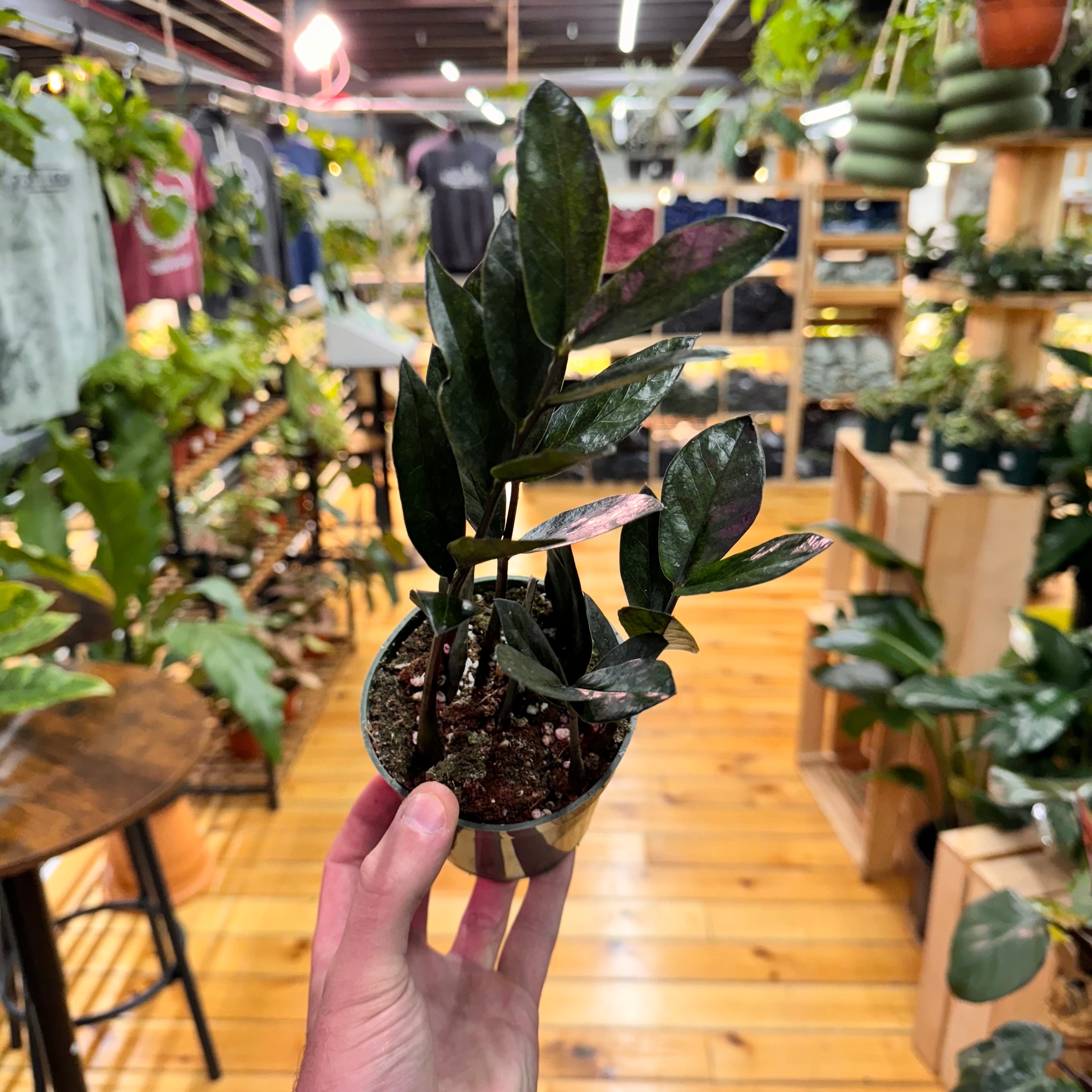 Zamioculas Zamiifolia &