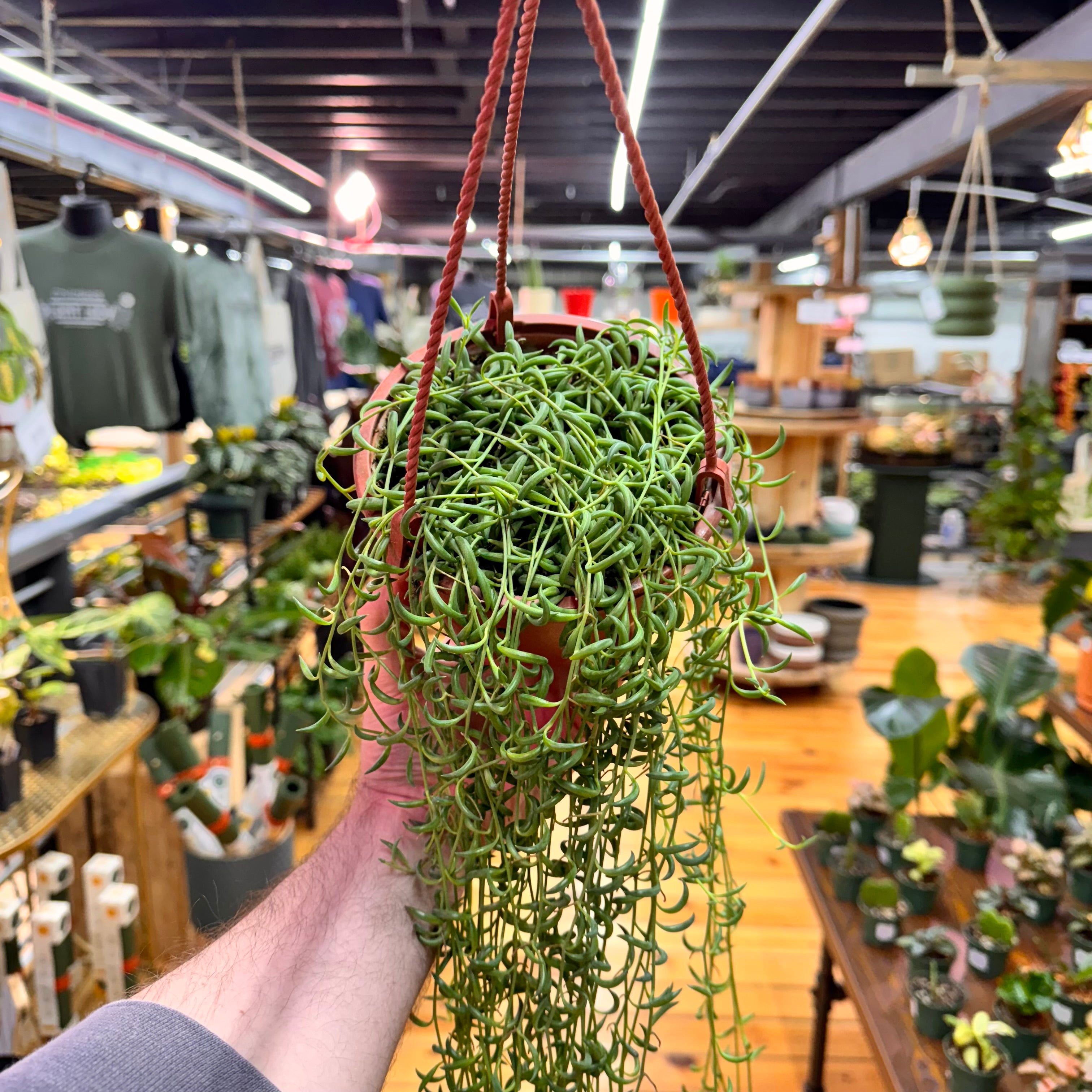 String of Bananas