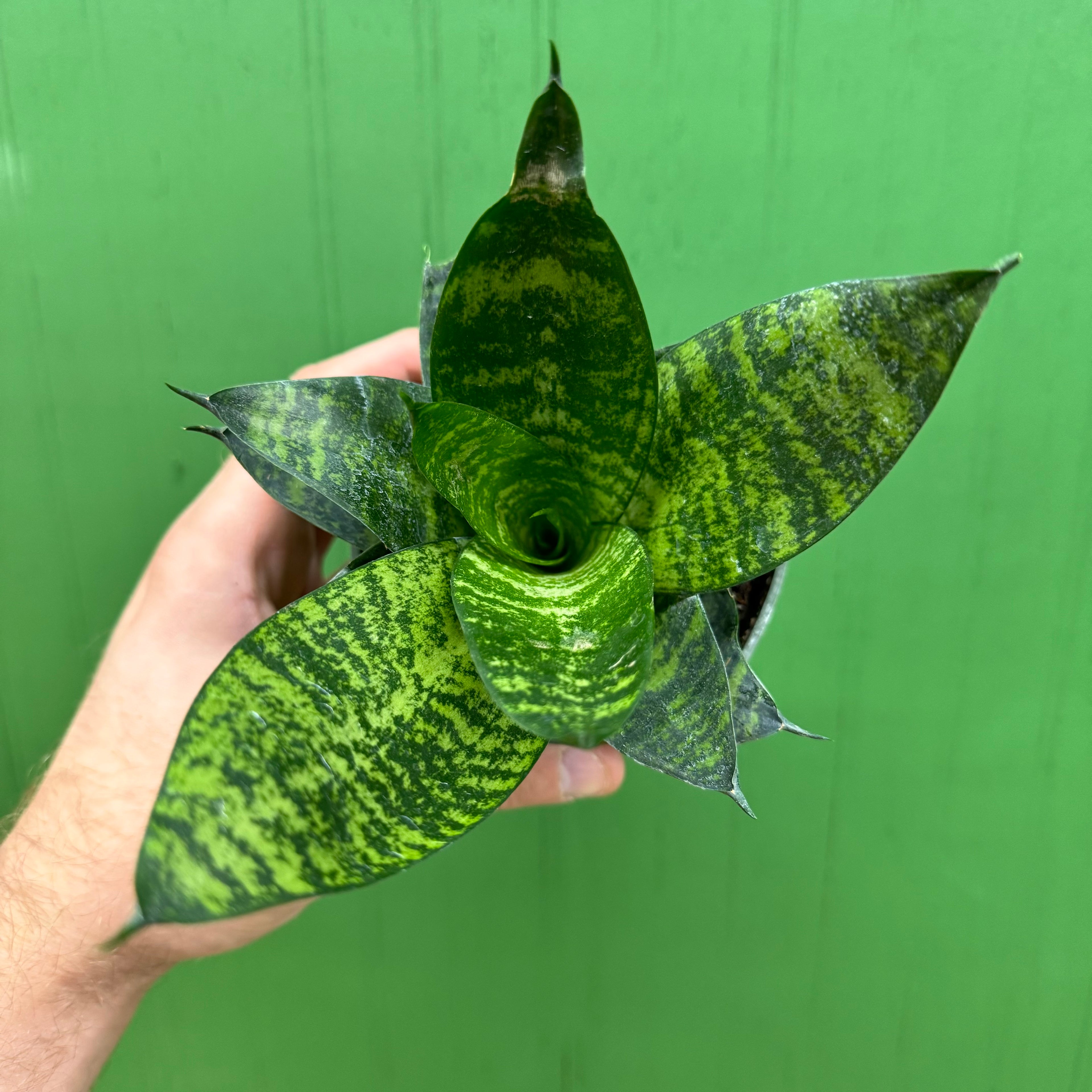 Sansevieria Forest Star