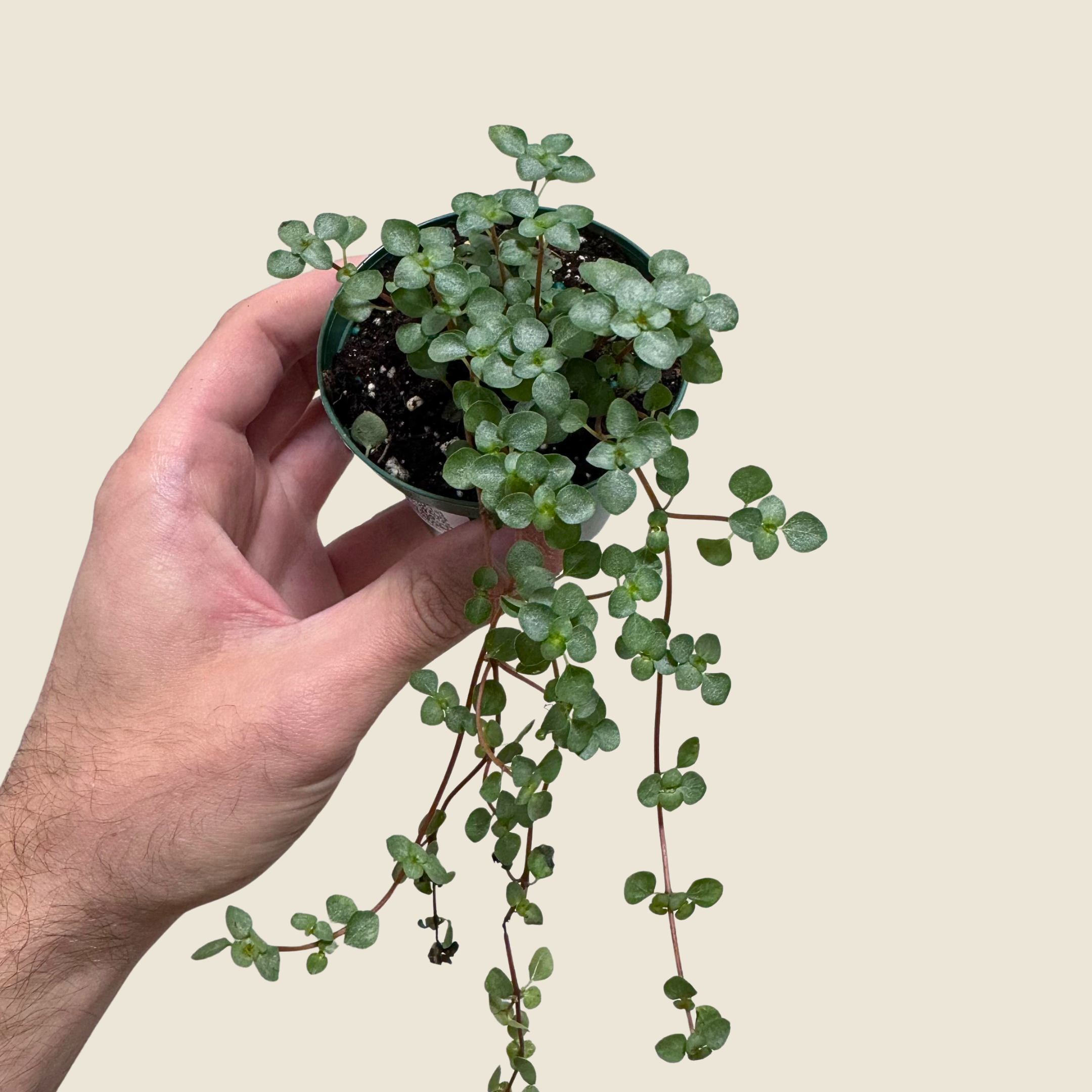 Hand holding a small potted plant against a plain background