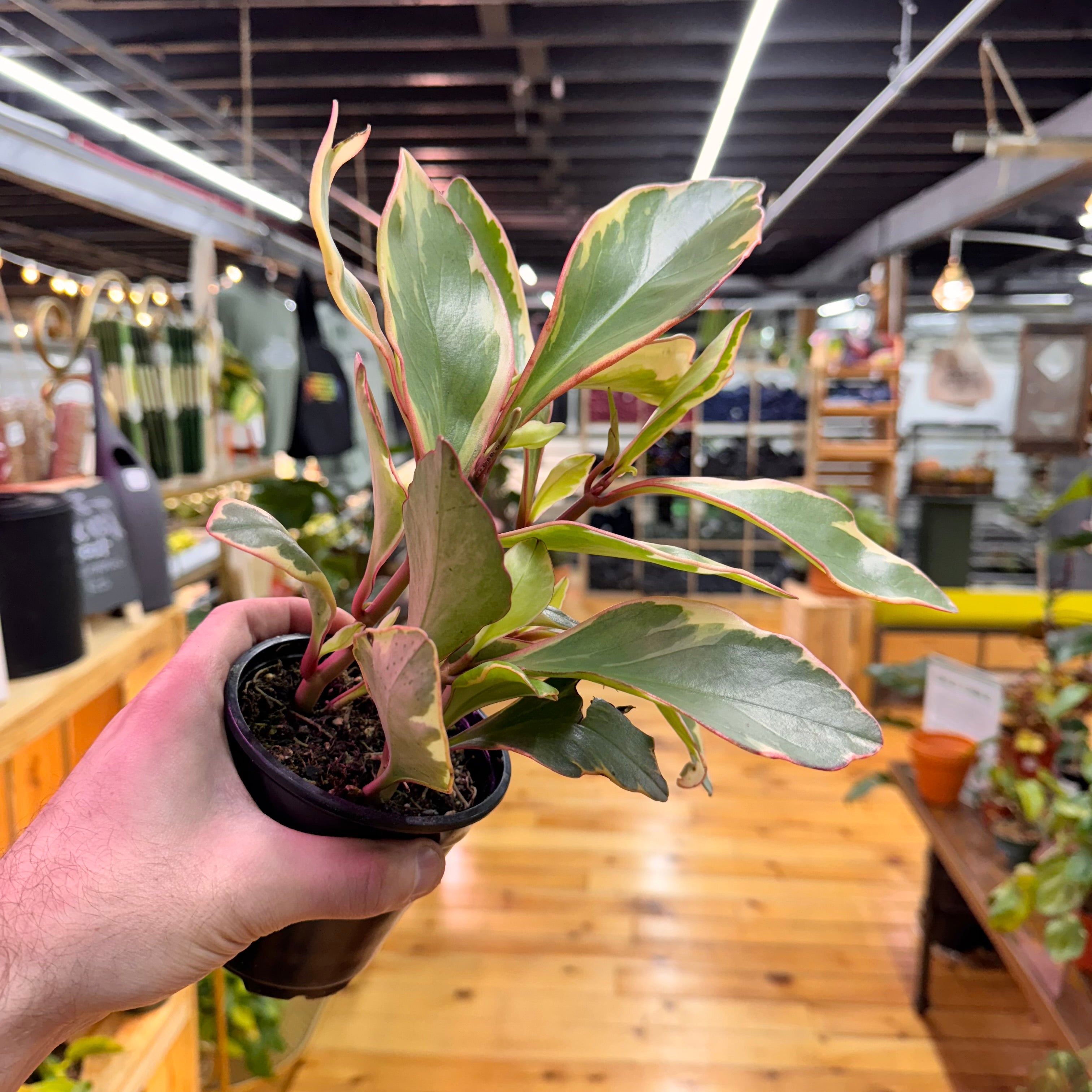Peperomia Ginny