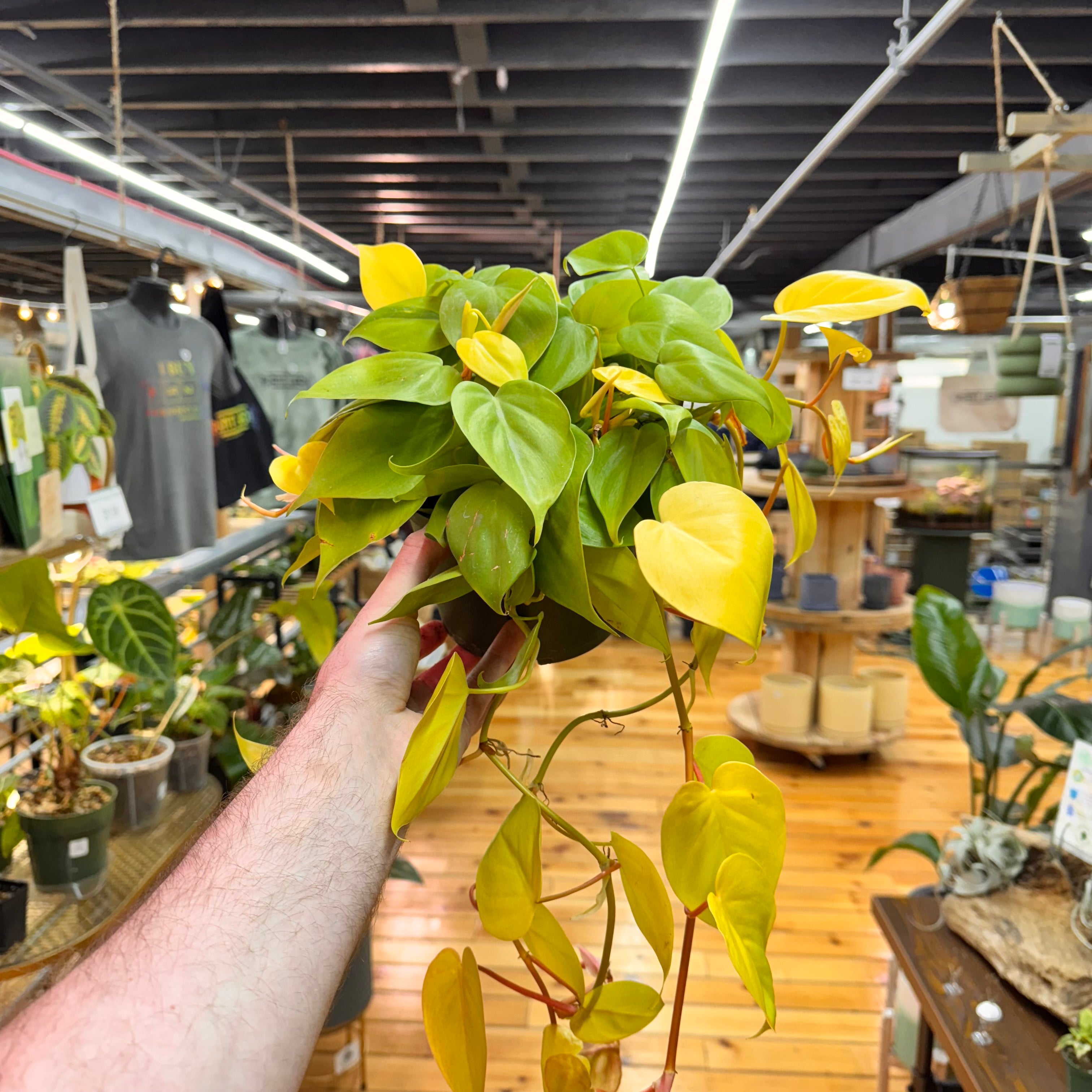 Philodendron Neon