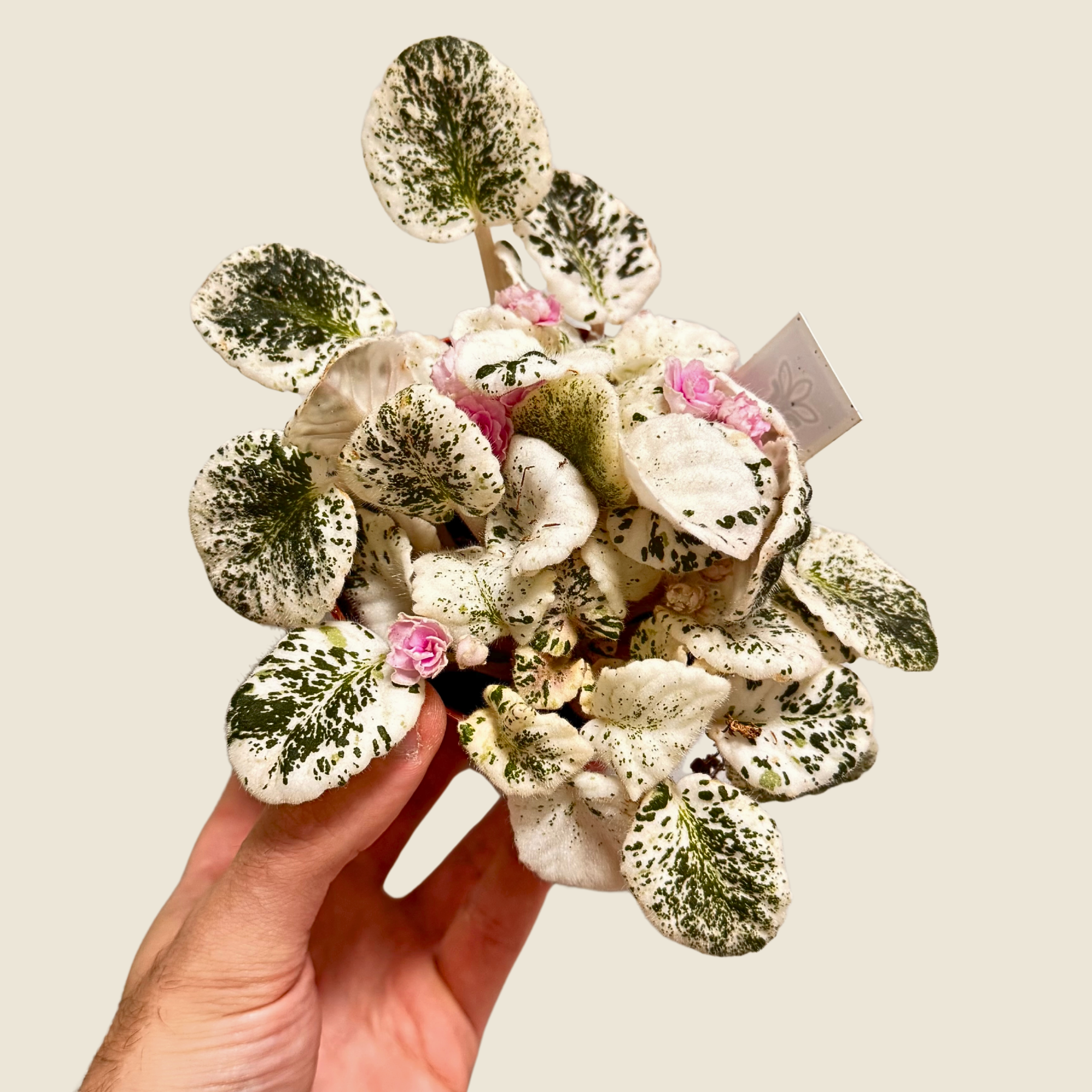 African Violet Assorted