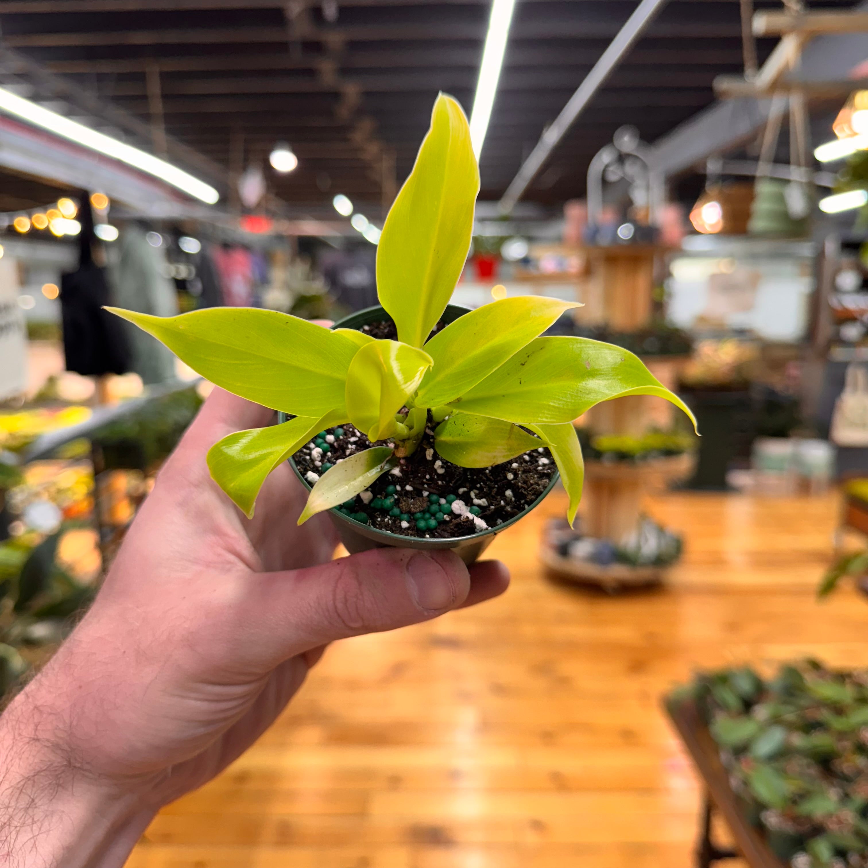 Philodendron Moonlight