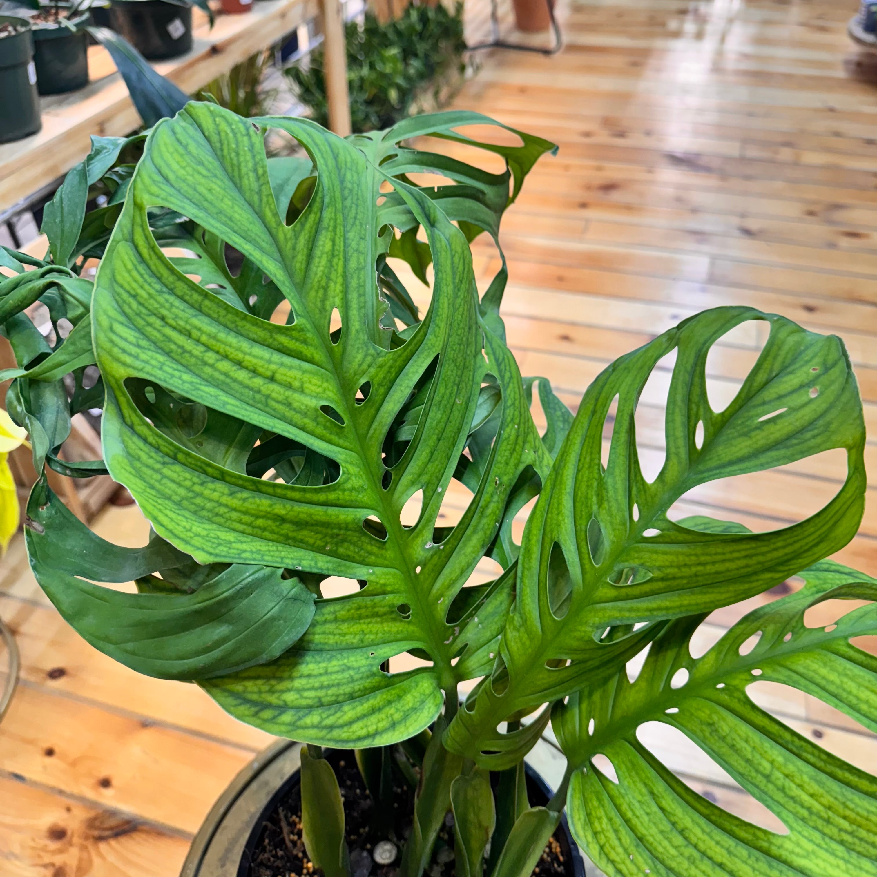 Monstera Esqueleto