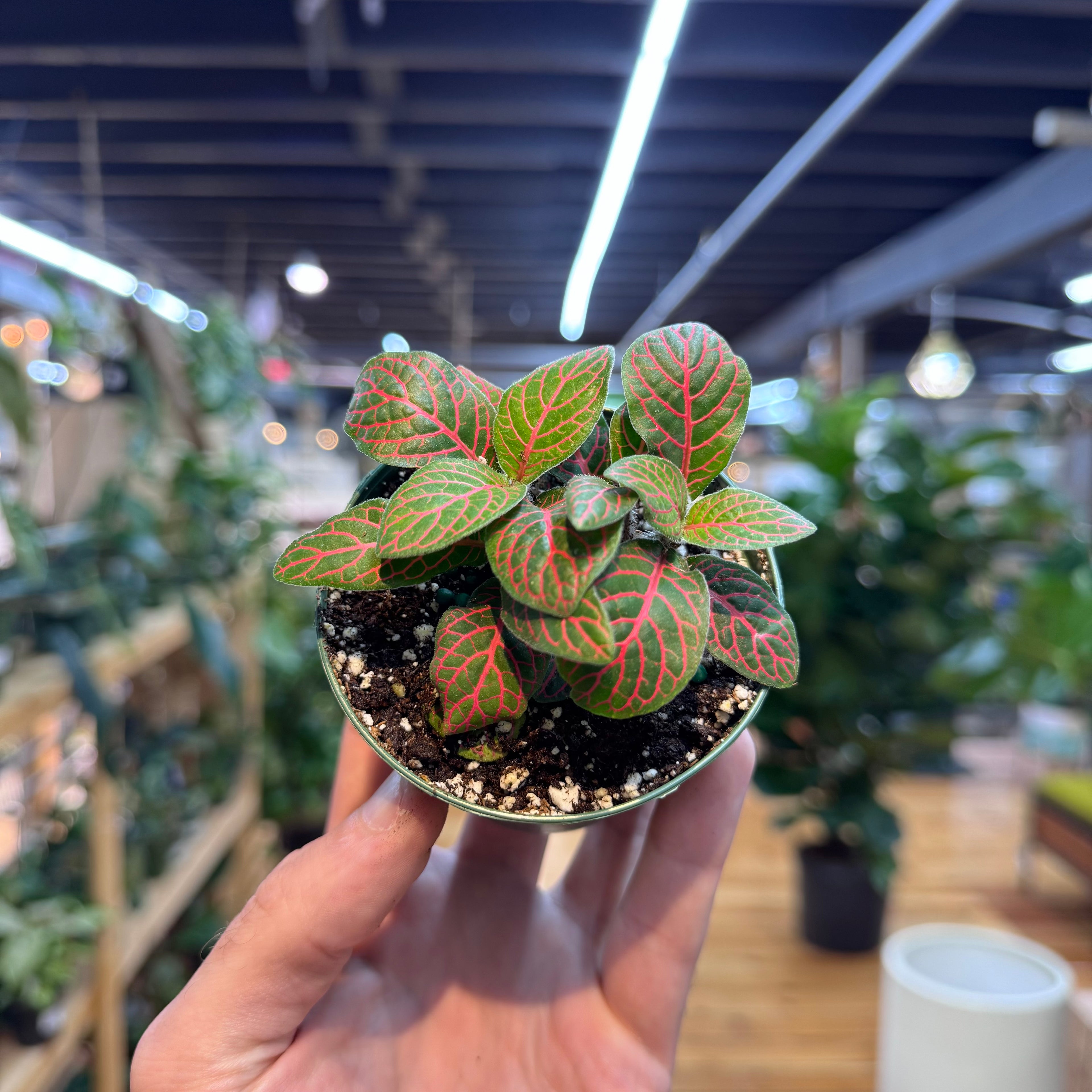 Hand holding a small potted plant with red and green leaves in an indoor setting.