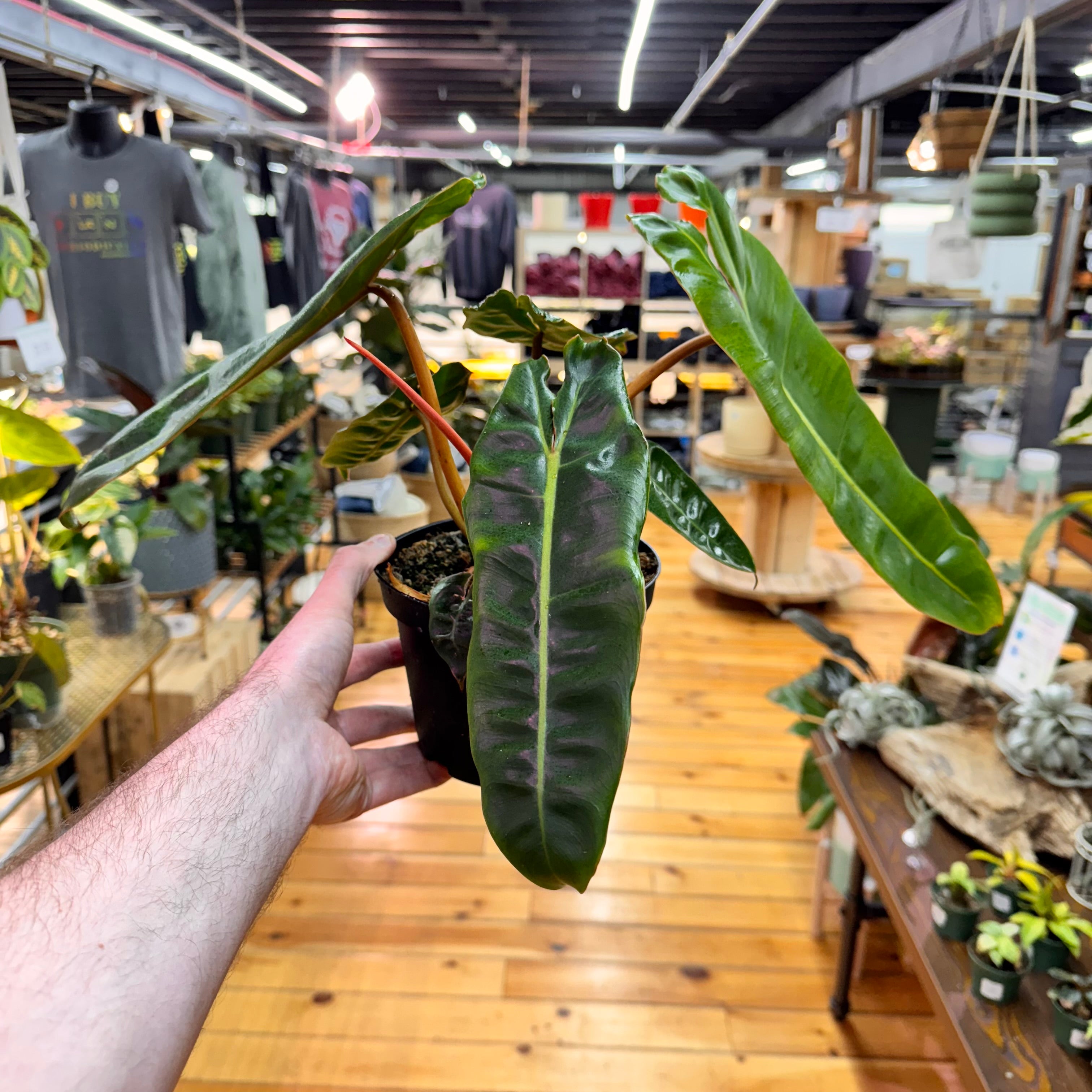 Philodendron Billietiae