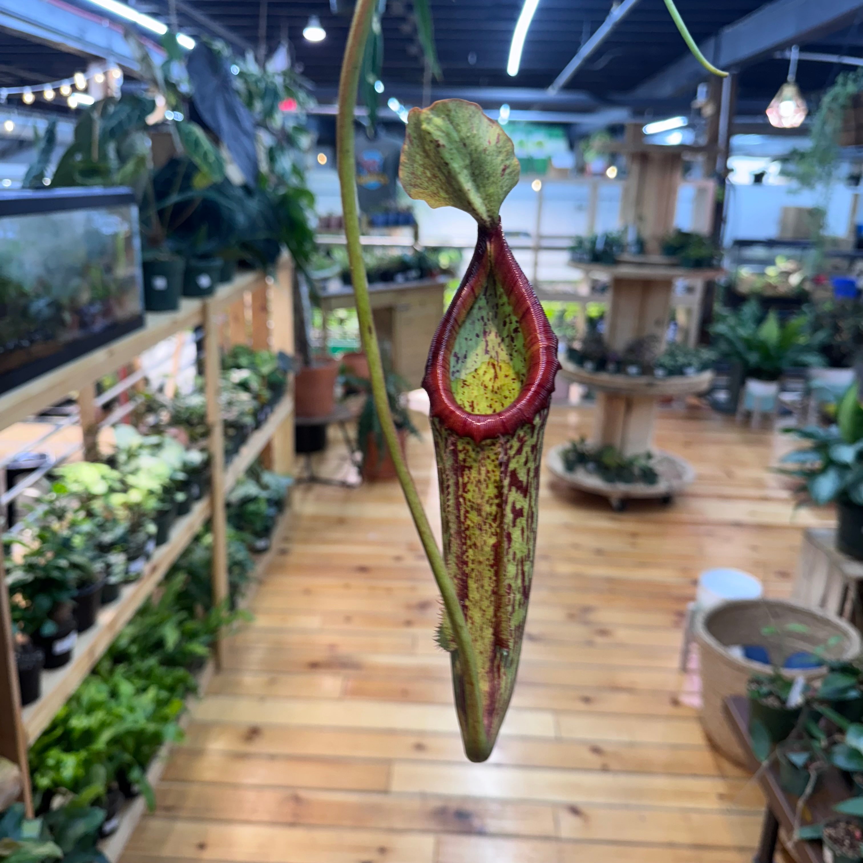 Nepenthes Miranda