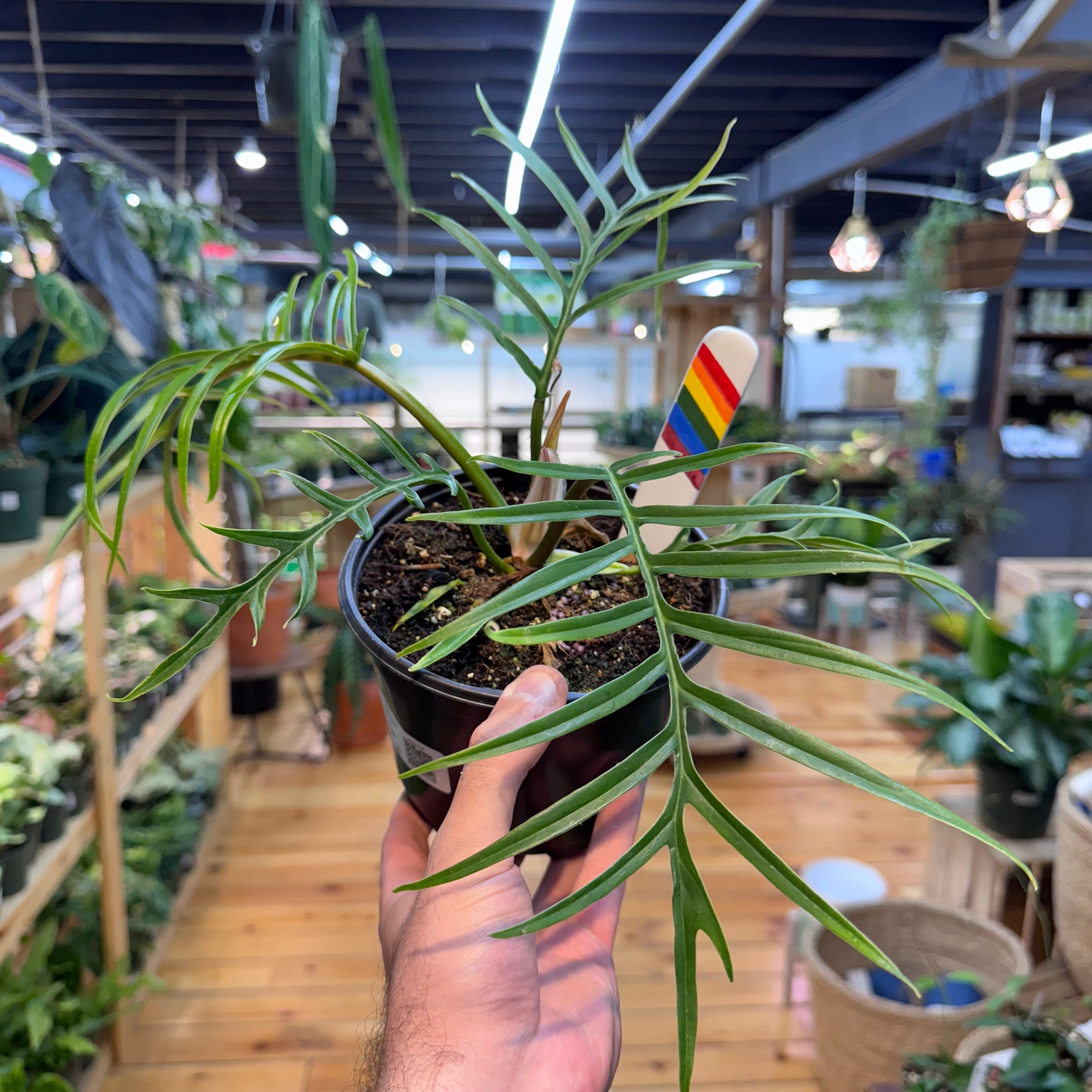 Philodendron Tortum