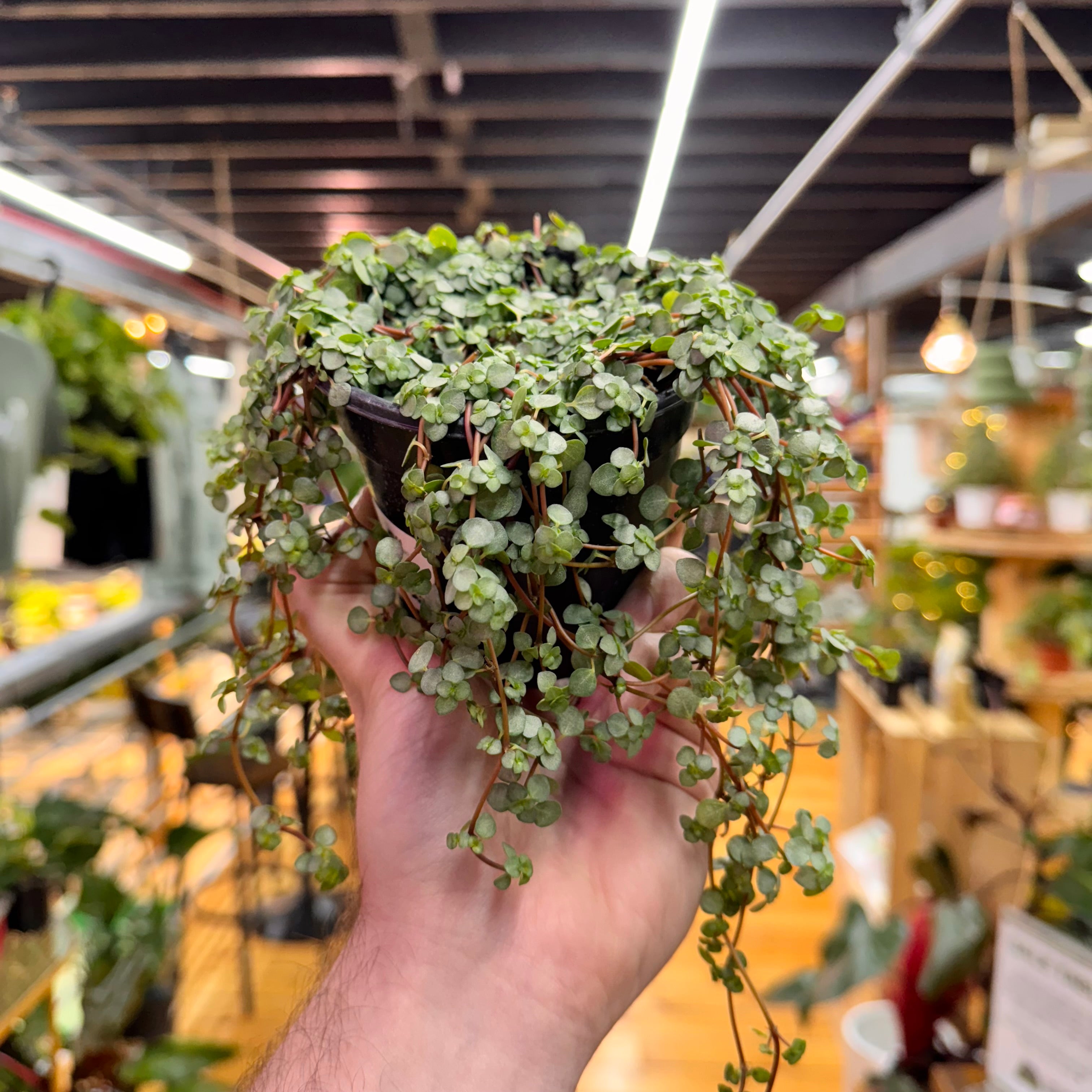 Pilea Silver Sparkle