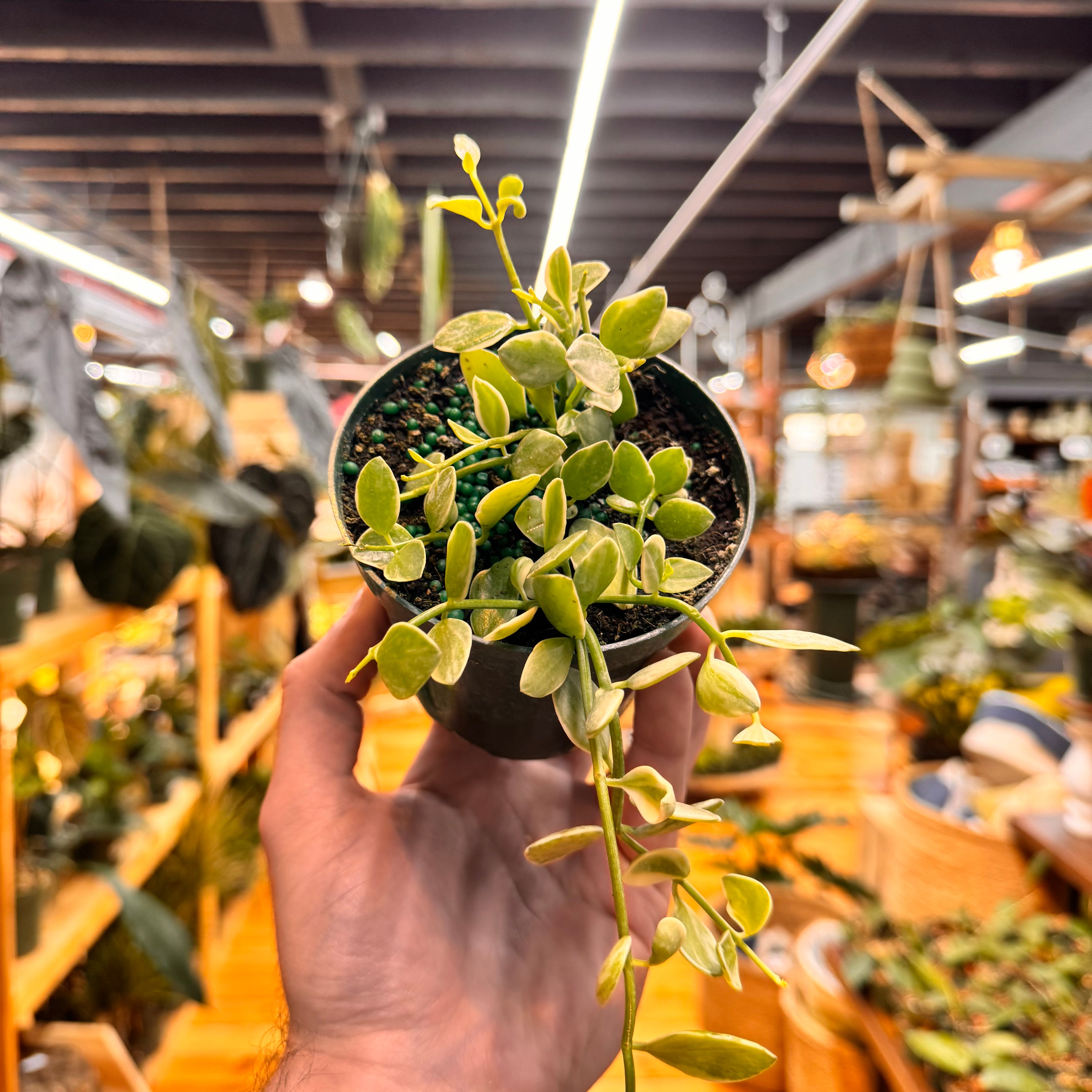 Dischidia Oiantha