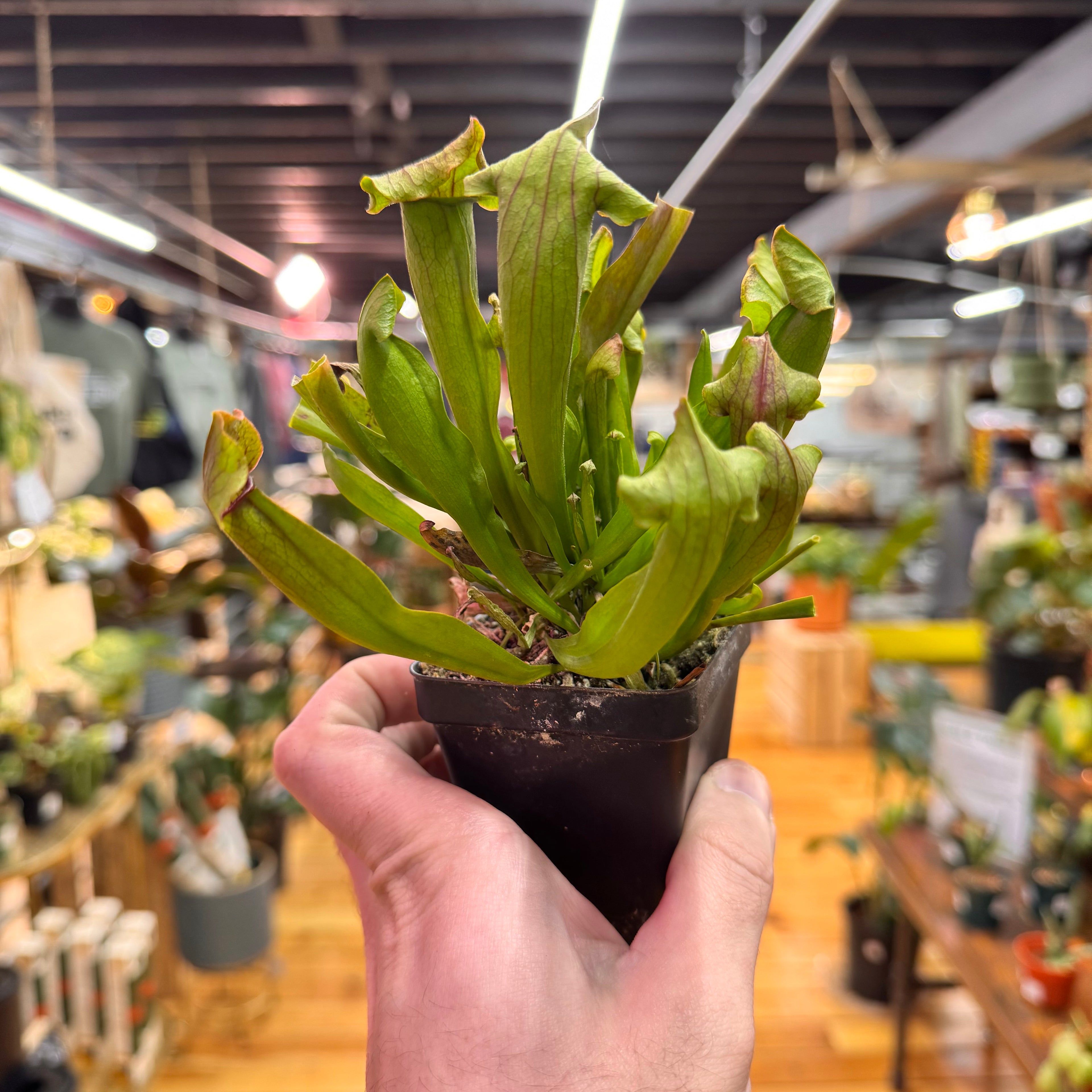 Sarracenia Maroon