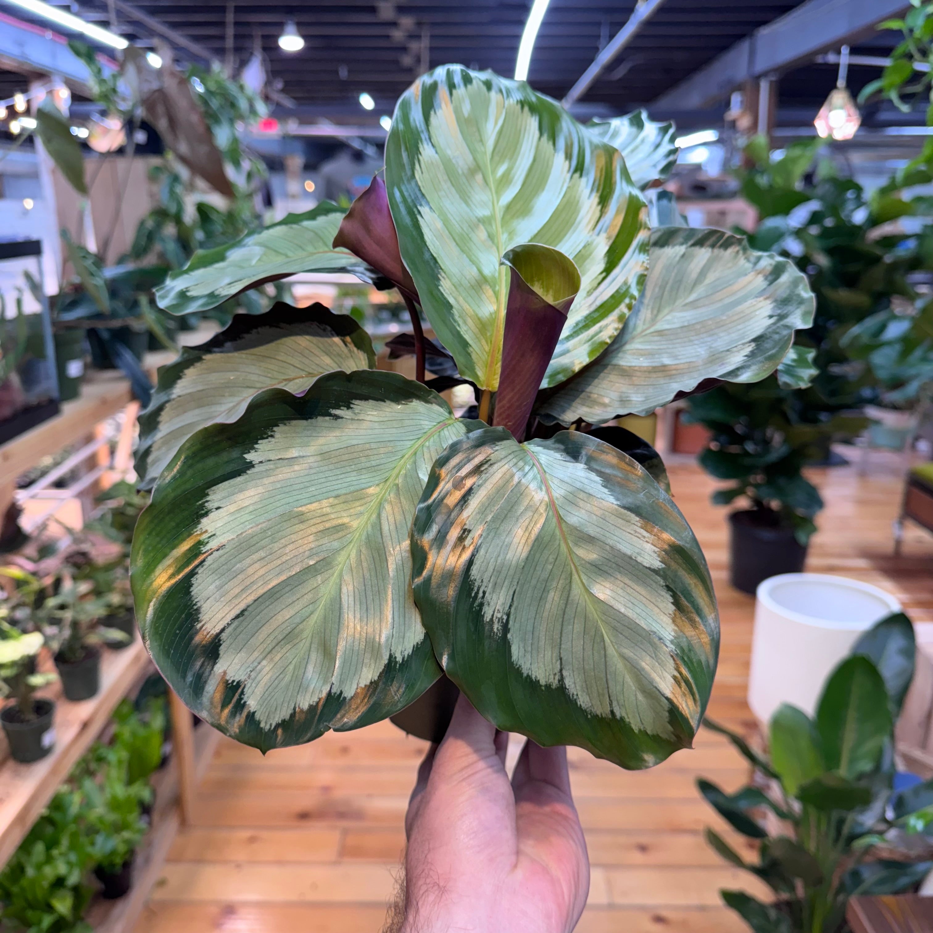 Calathea Northern Lights