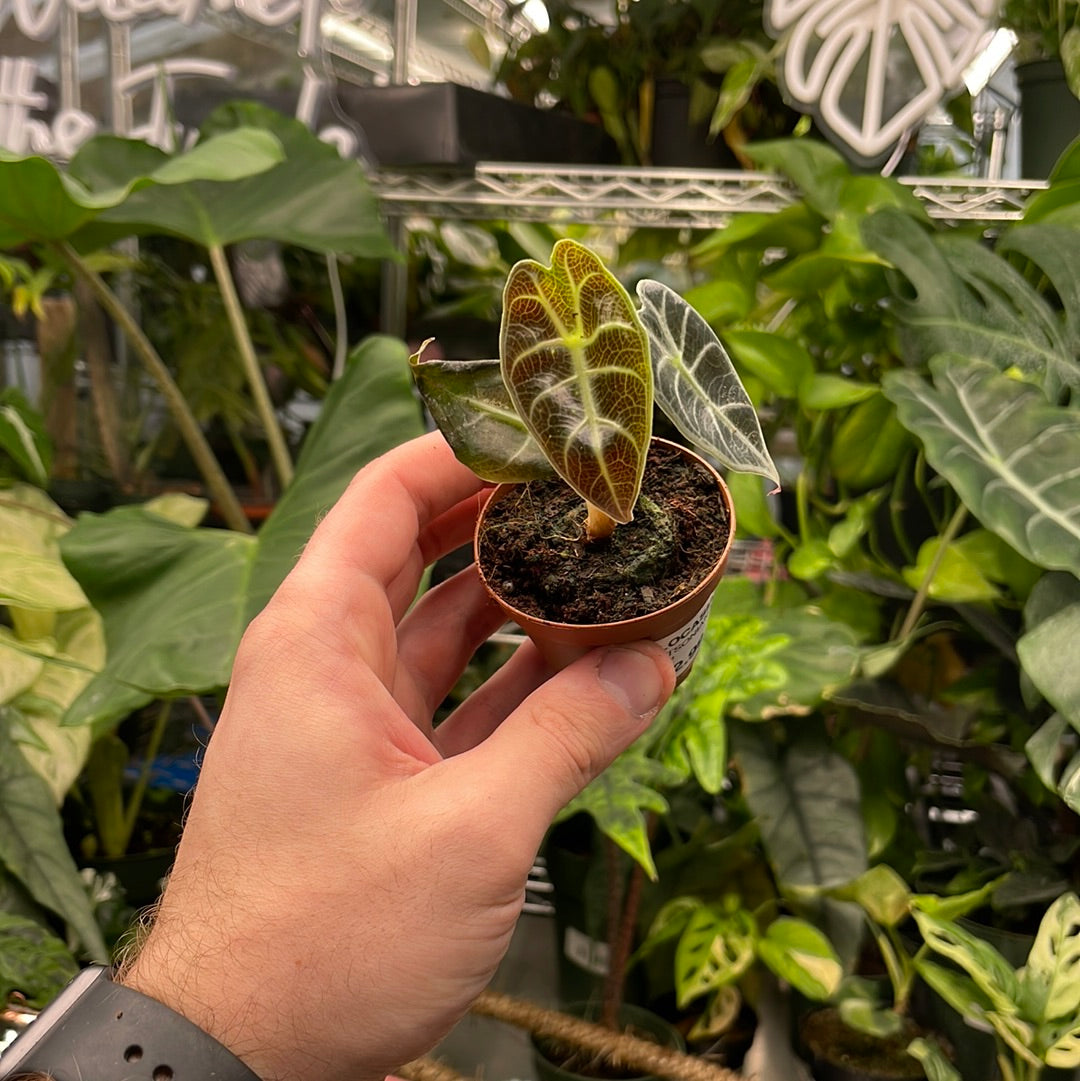 Alocasia Watsoniana