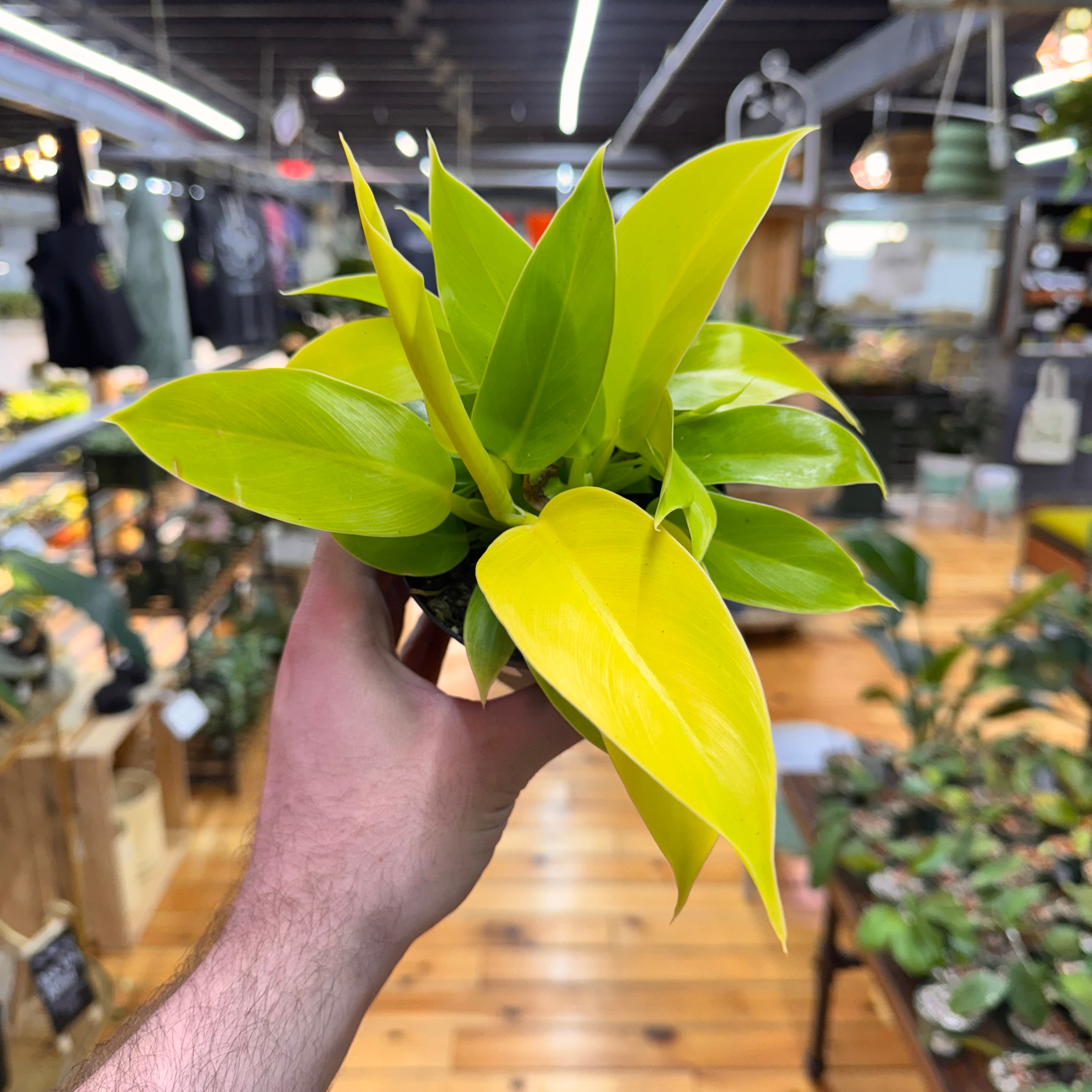 Philodendron Moonlight