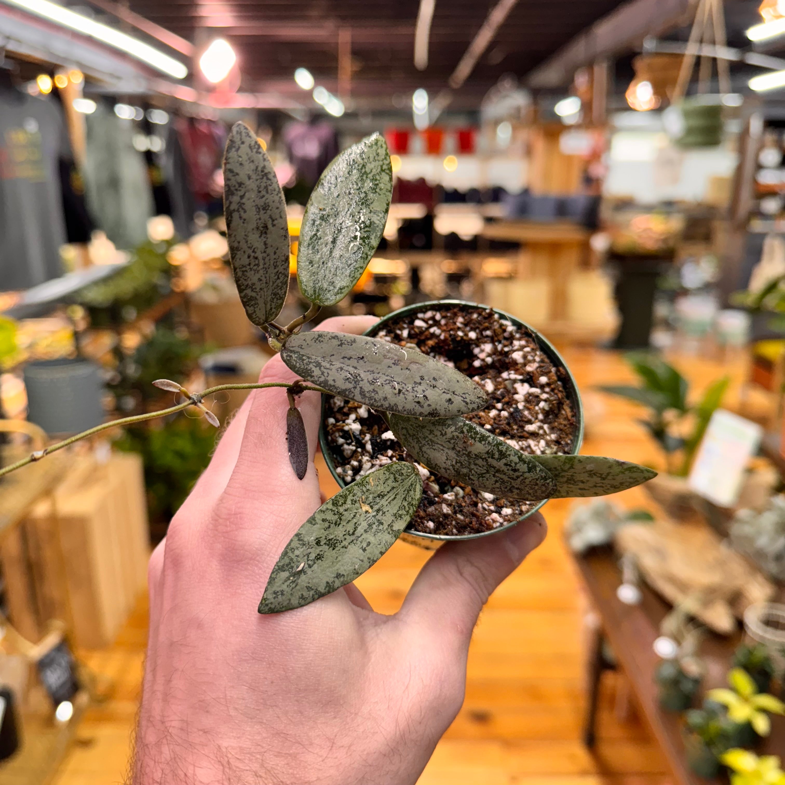 Hoya Sigillatis &
